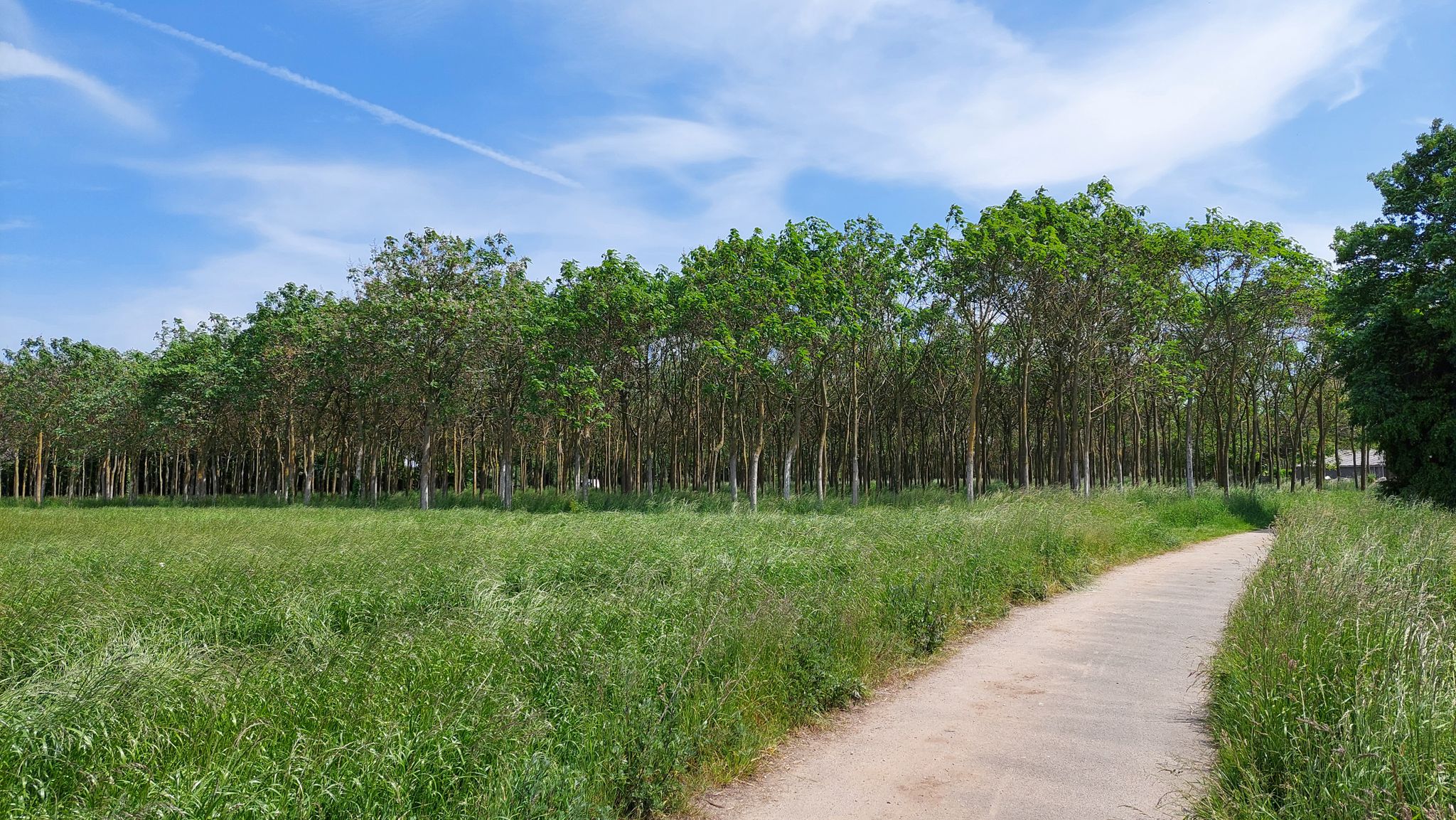Wolfsbergweg ~ Neufelder Heide
