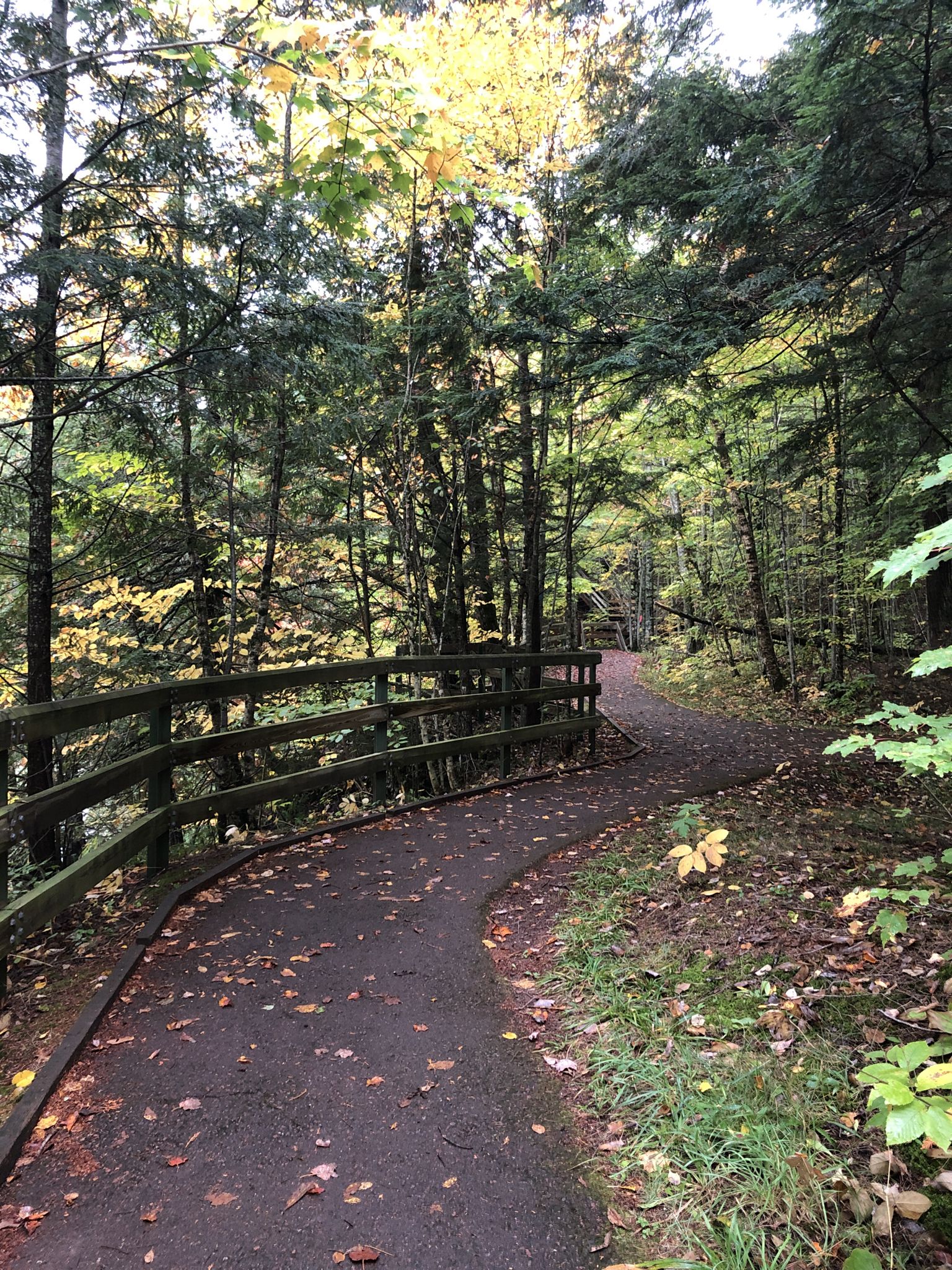 A paved path with a wooden railing winds through a sunlit forest. - North Country Trail: Black River Waterfalls