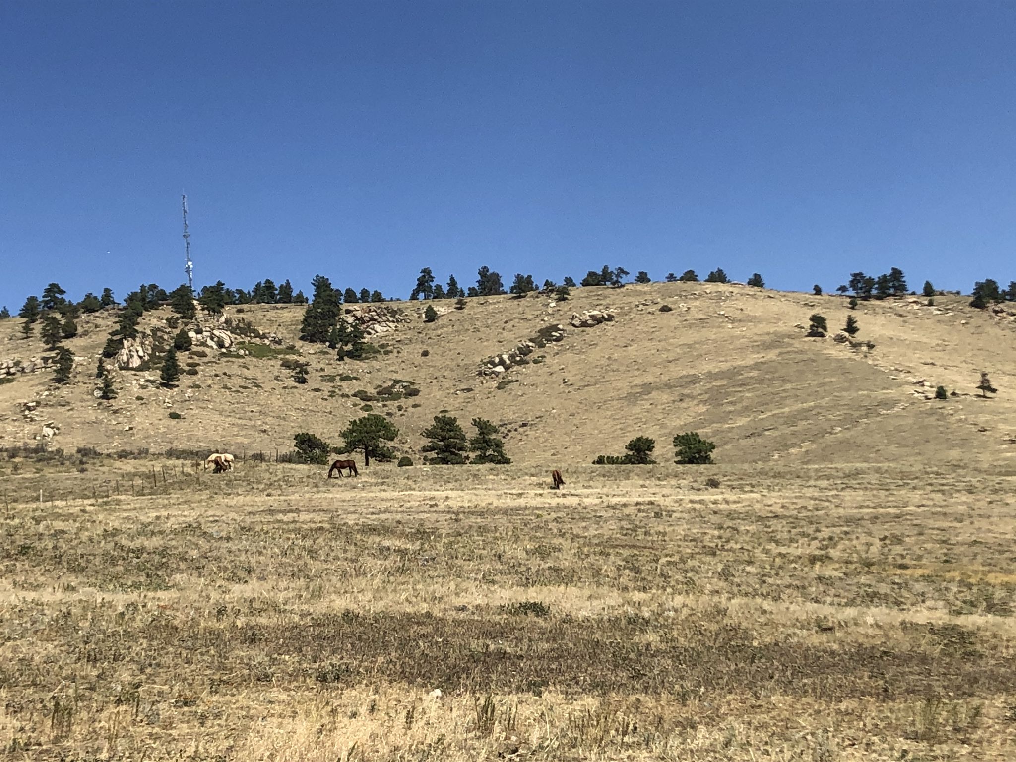 Horses graze in a vast, dry field beneath a clear blue sky. - Centennial Cone loop