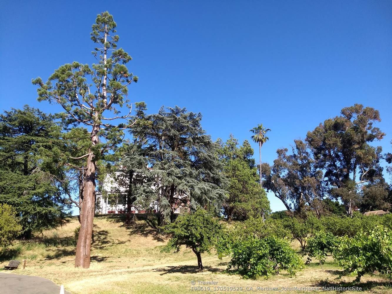 A tall tree stands on a sunny grassy hill with a house in the distance. - Mount Helen & Mount Wanda loop