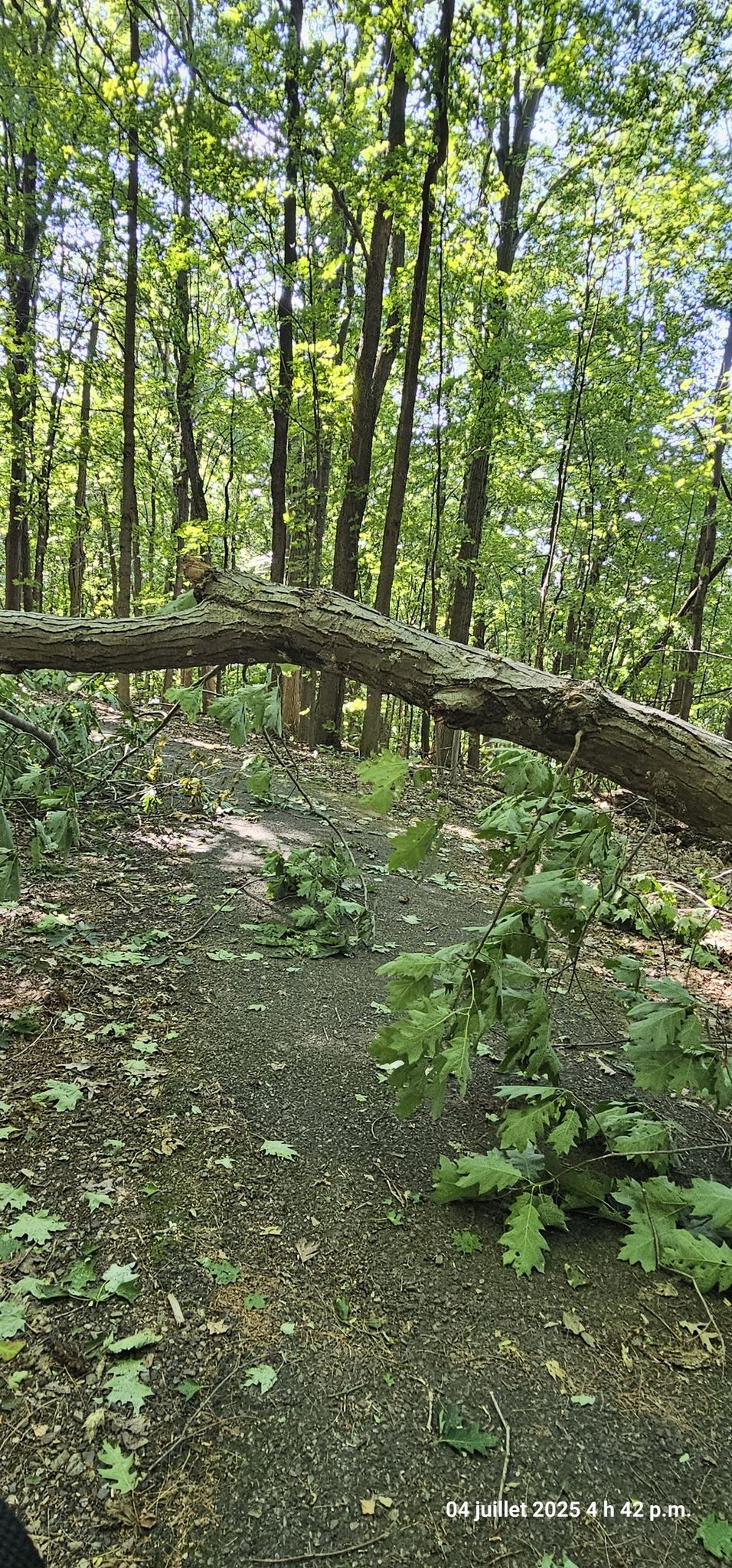Fallen tree blocking a sunlit dirt path in a green forest. - Ethan Allen Bike Path, Loop, and Ridge Trail