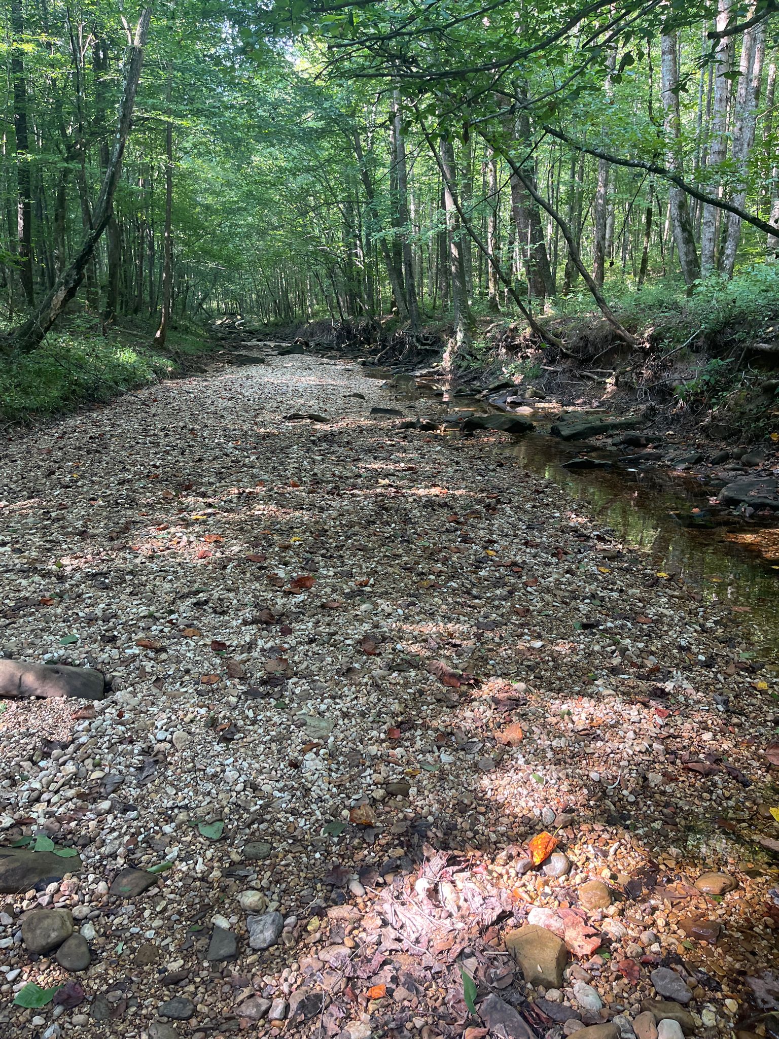A wide, rocky creek bed with a small stream flows through a sunlit forest. - Cane Creek Canyon Nature Preserve