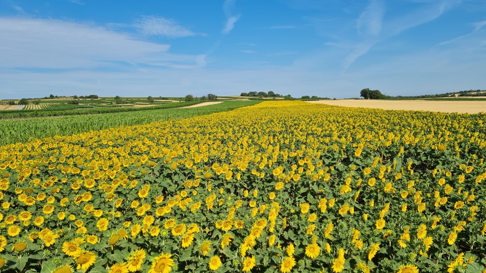 Sonnenblumen