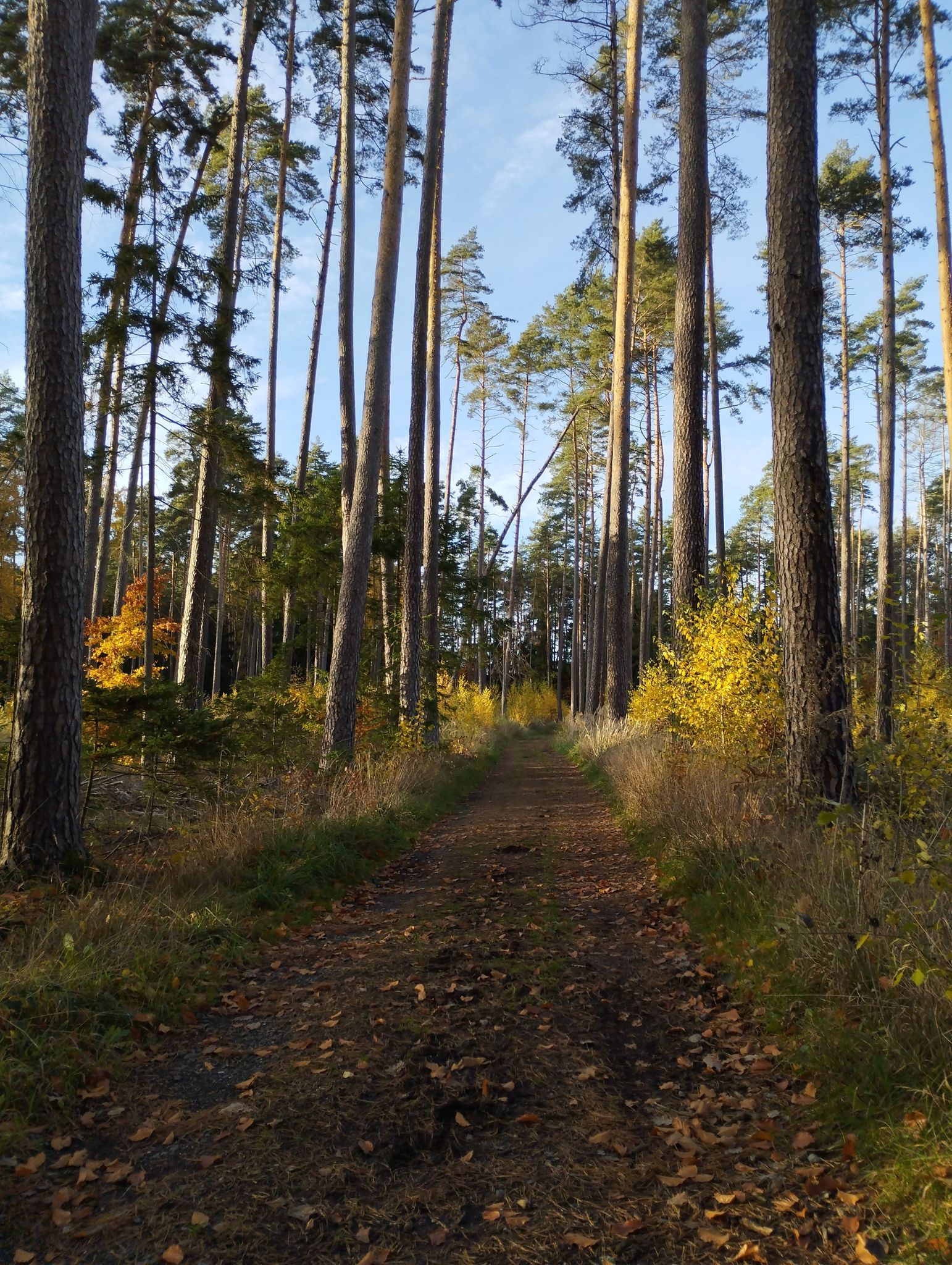 Traumhafter Waldabschnitt
