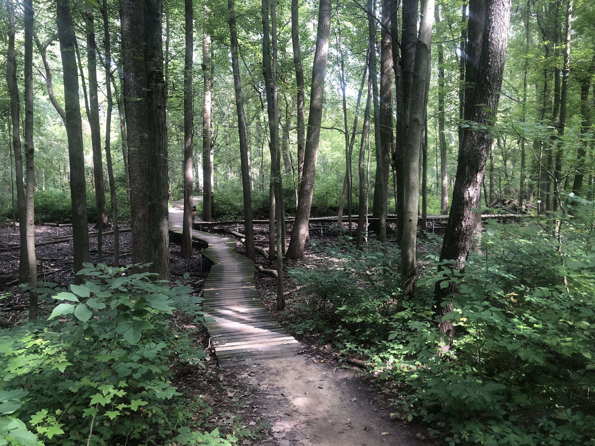 Winding wooden boardwalk and dirt path through a lush green forest. - Hognose Trail loop from Swanton