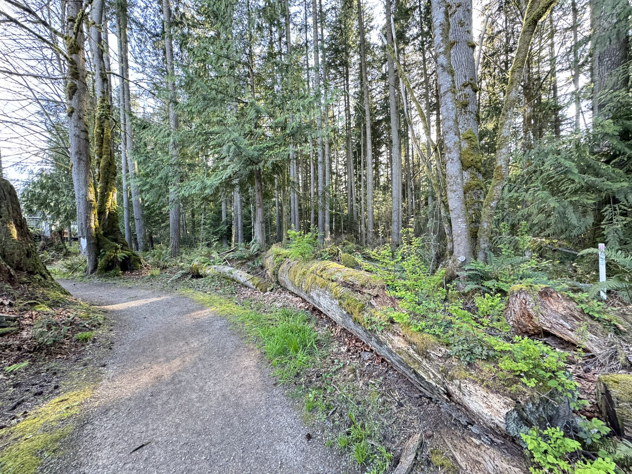 Sunlit forest path with a large mossy fallen log and tall trees. - Kari's Bog Trail