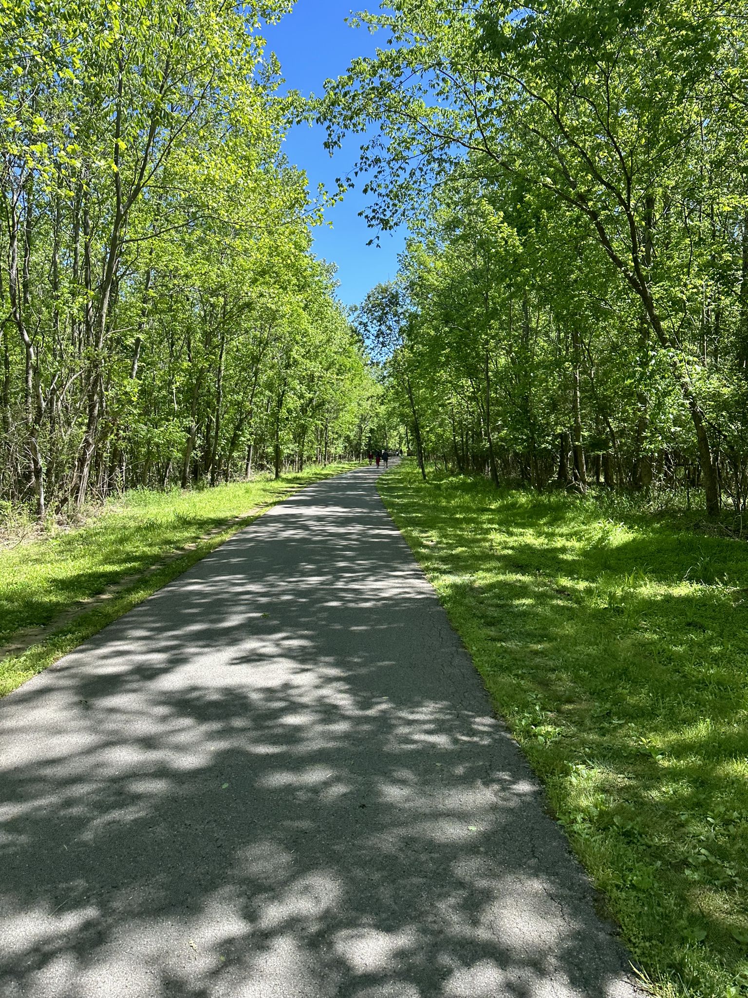 Sunny paved path through a vibrant green forest under a clear blue sky. - Shelby Bottoms Greenway – Shelby Bottoms Greenway loop from Shelby Park