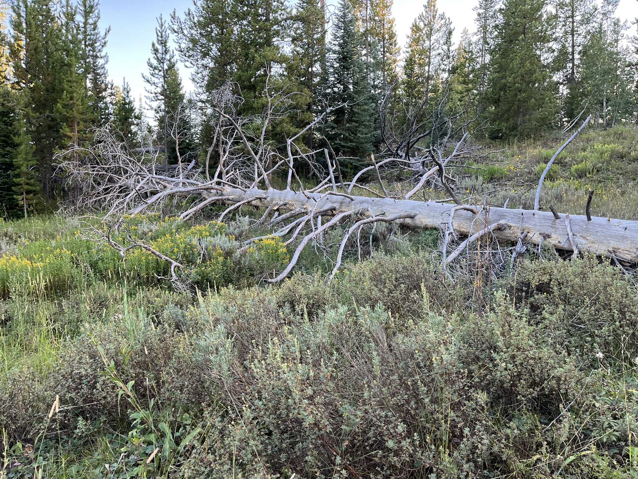 Large fallen dead tree with many branches in a grassy field. - Willow Creek Trail