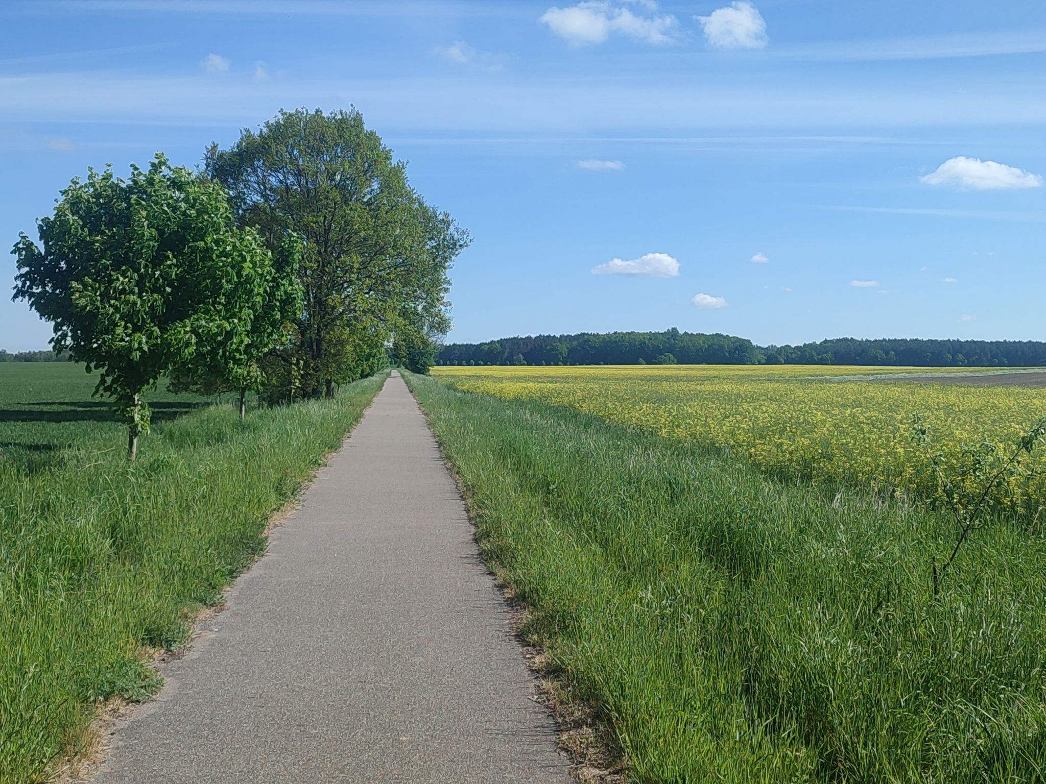 Bahntrassenradweg und Raps