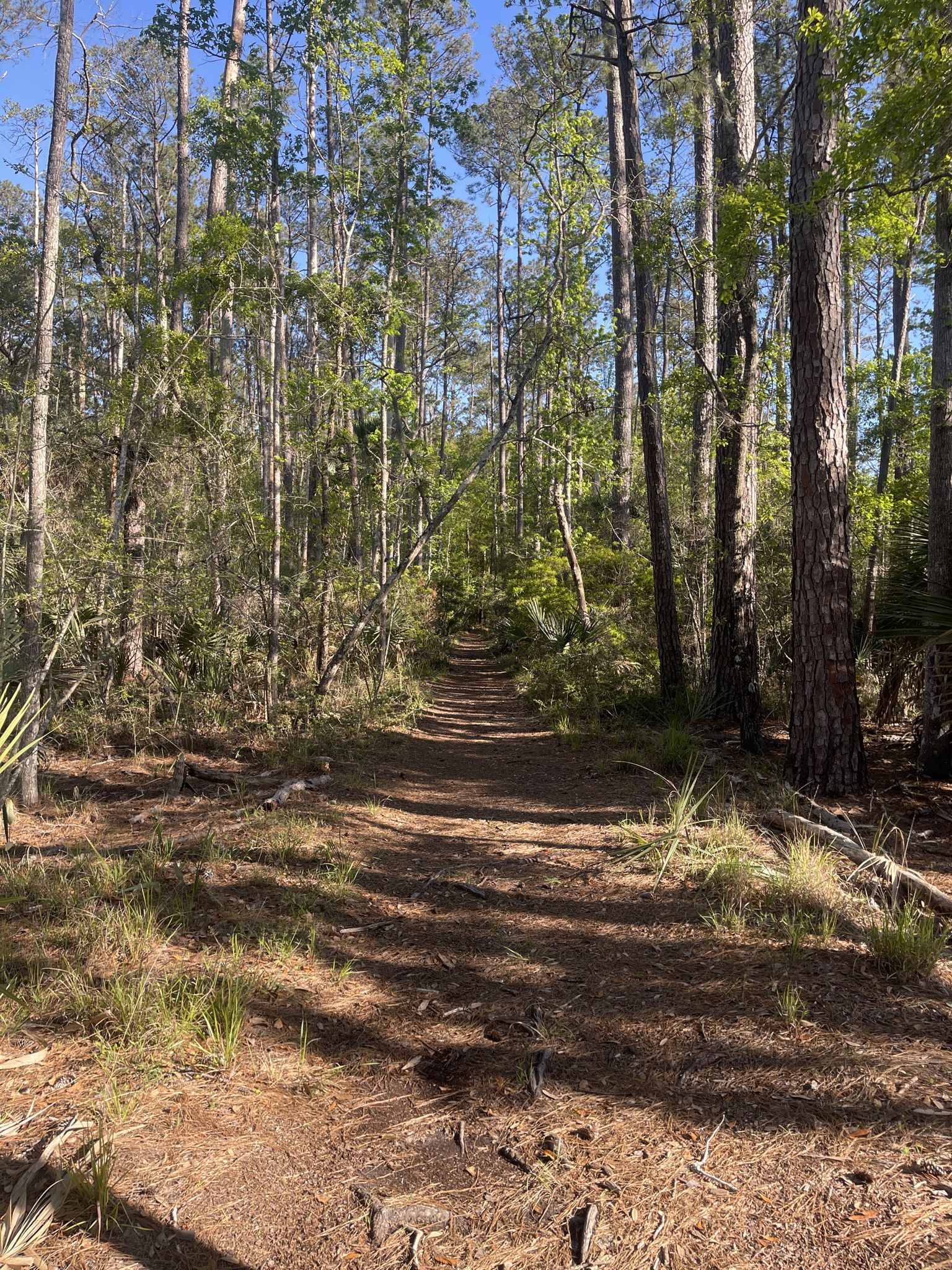 A sunlit dirt path winds through a dense, green forest. - Red Bird Creek Trail