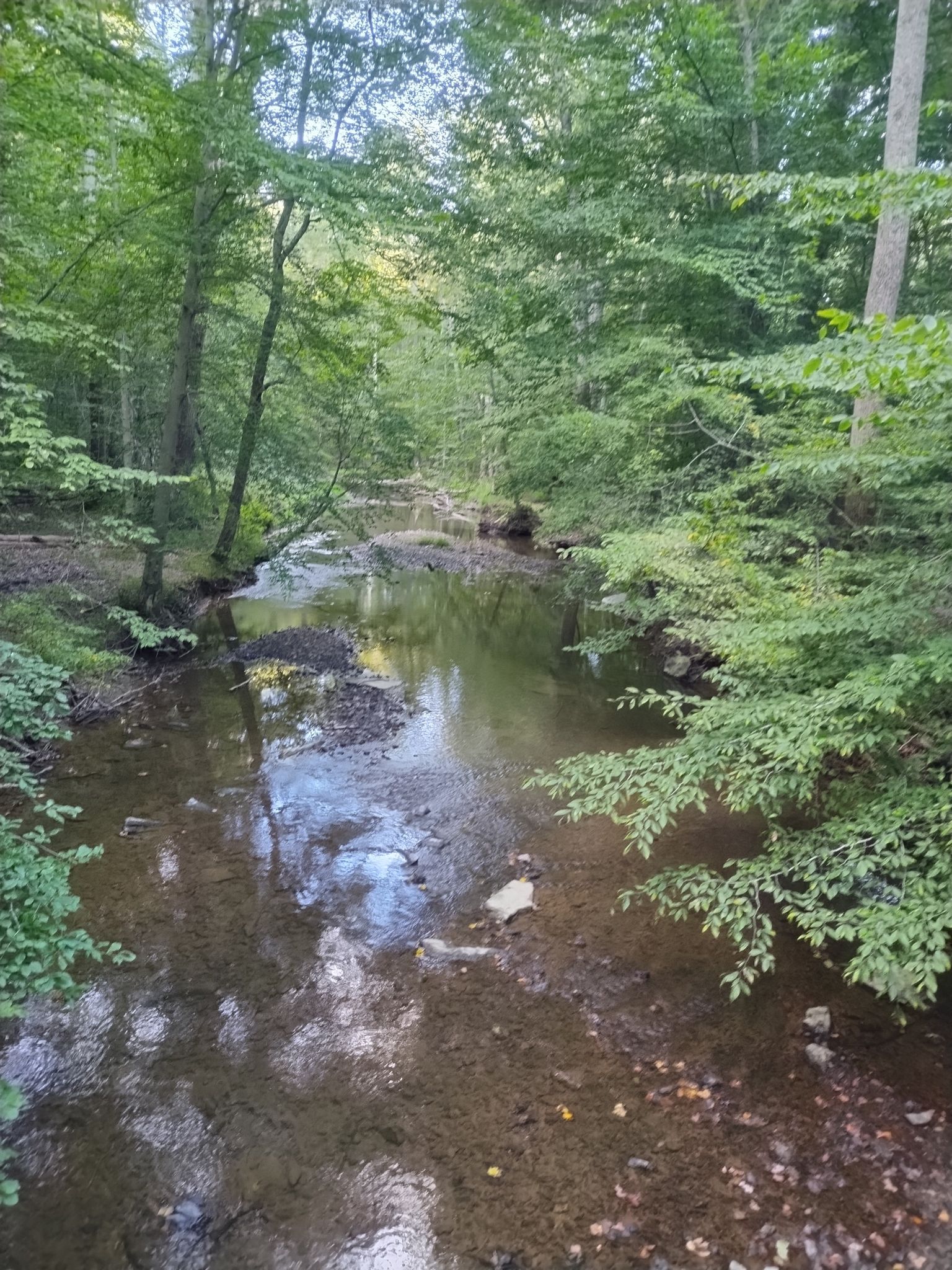 Shallow stream flowing through a lush, green forest on a bright day. - Little Seneca Lake – Little Seneca Lake loop from Boyds