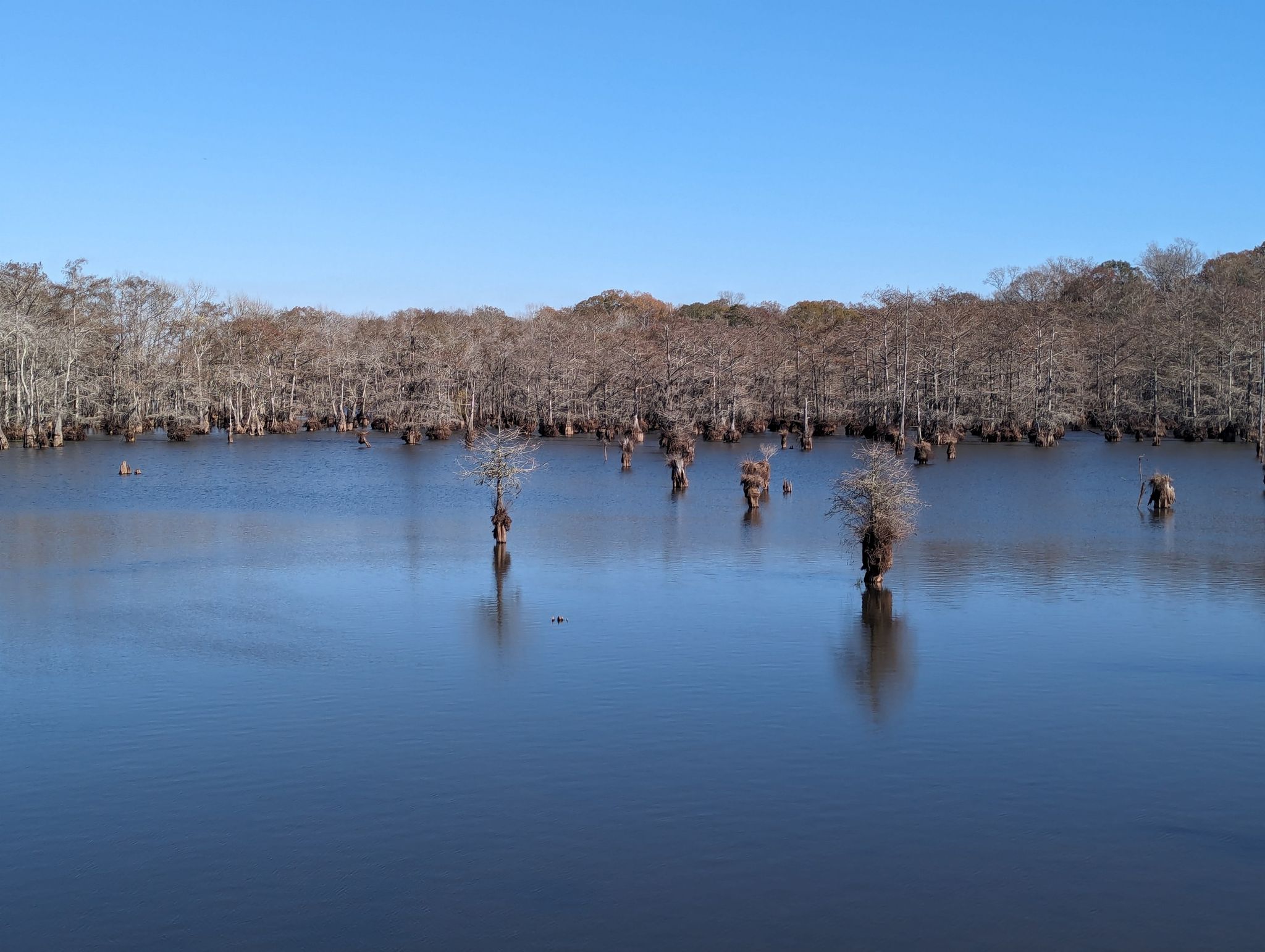 Calm lake with numerous bare trees under a clear blue sky. - South to North Landing Trail