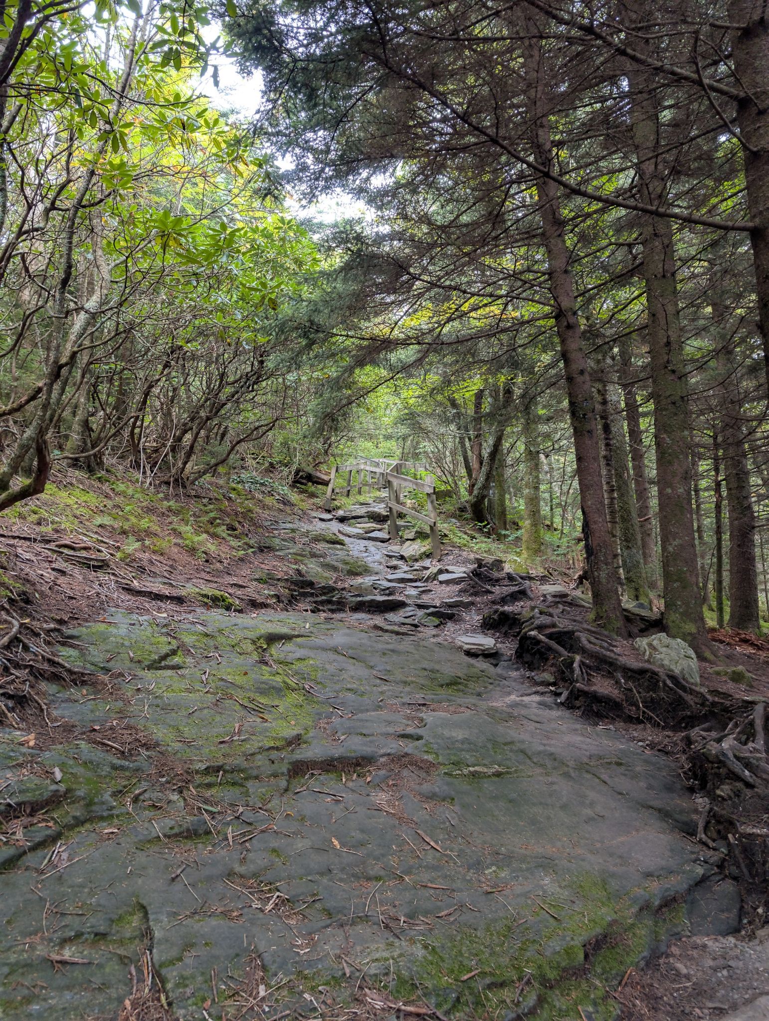 Rocky, rooted forest path winding uphill through dense trees, dappled light. - Devils Courthouse Trail