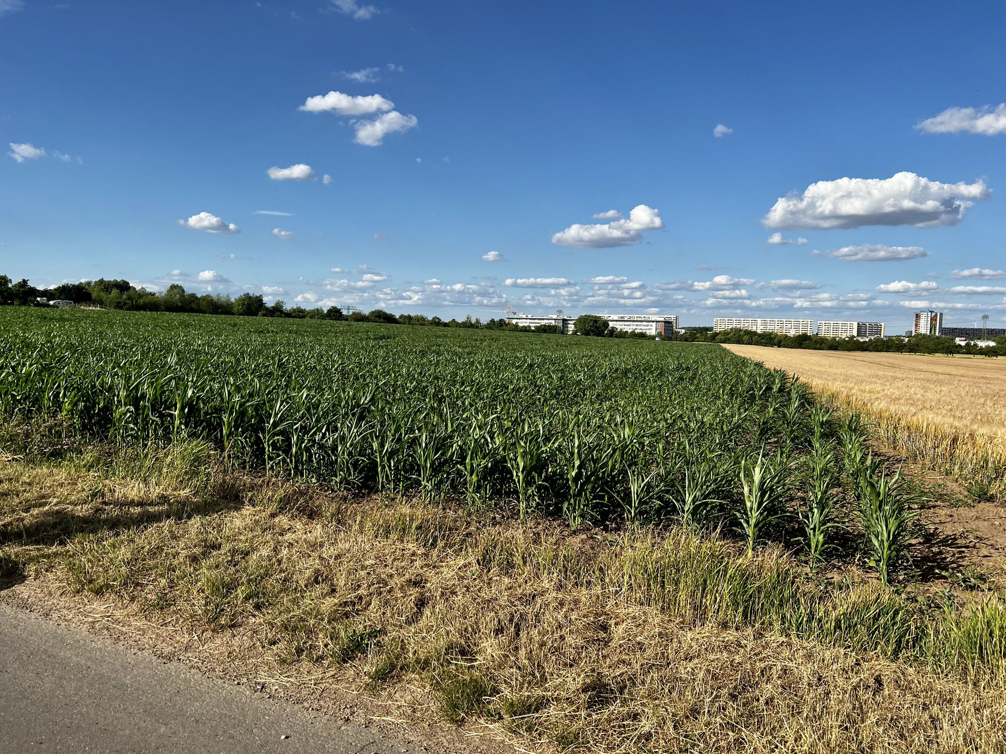 Maislabyrinth mit Wachstumspotenzial