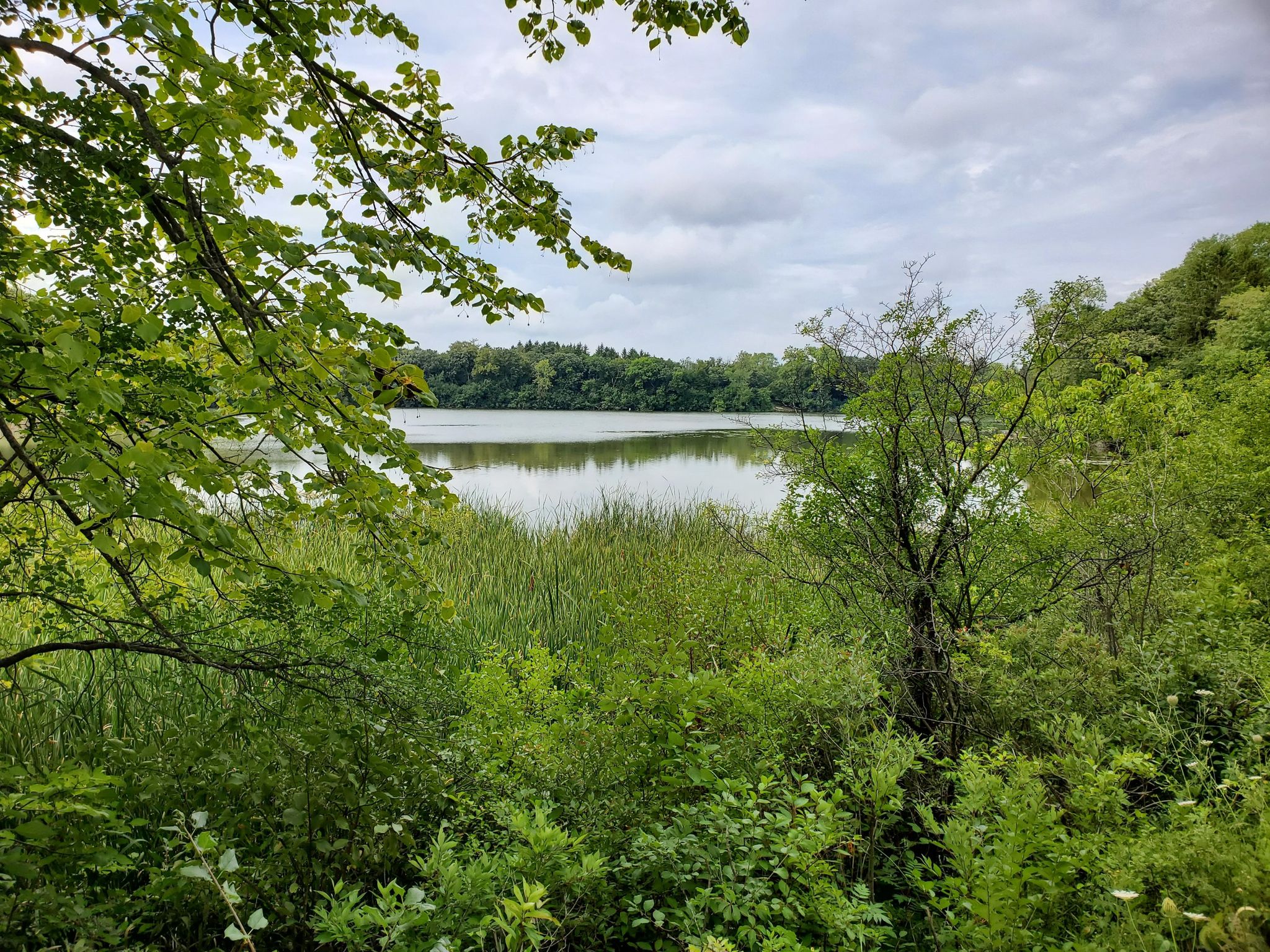 Calm lake surrounded by dense green foliage and distant trees under cloudy sky. - Glacial Drumlin State Trail