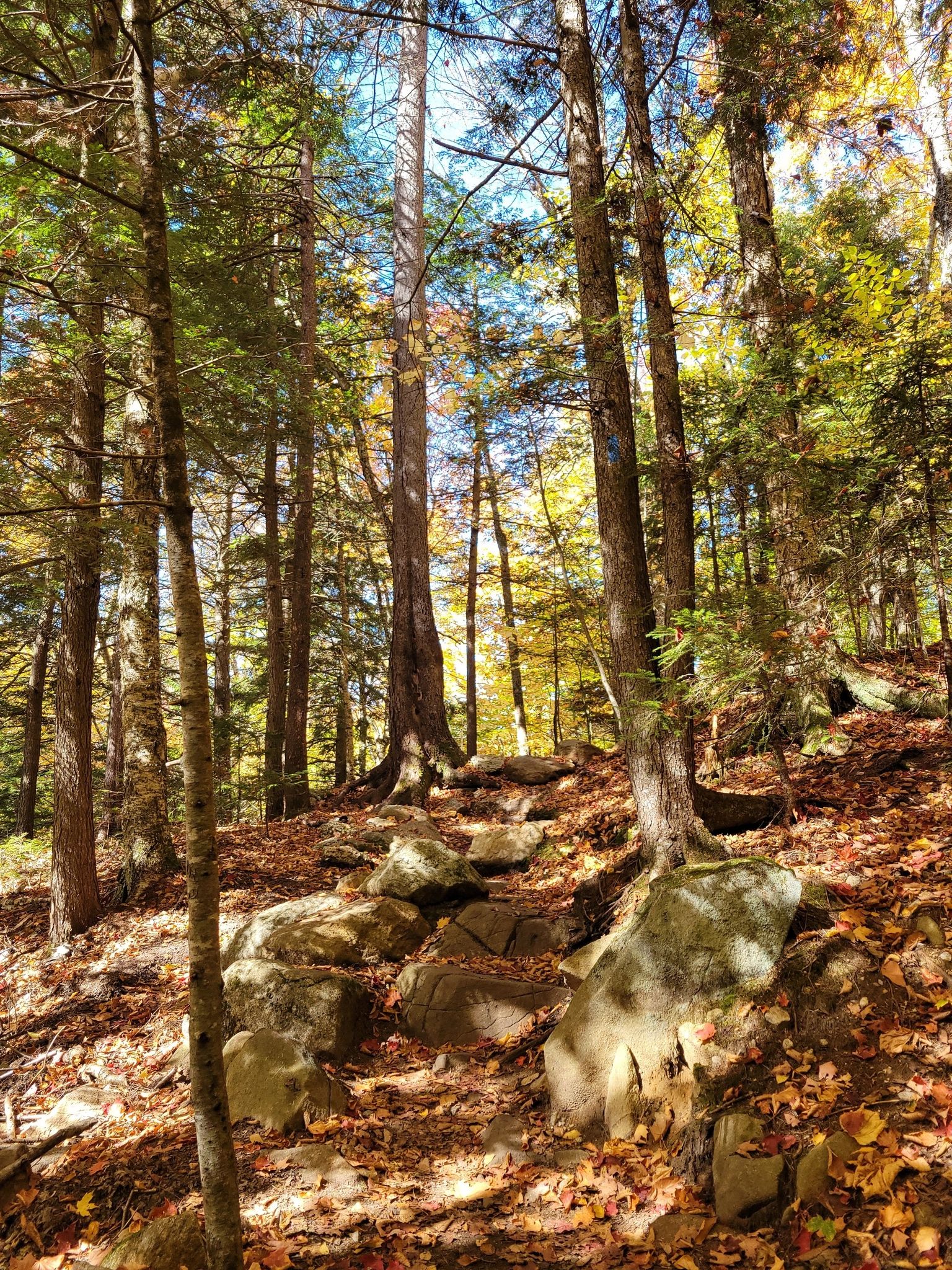 Sunny forest path with dappled light, rocks, and colorful autumn leaves. - Nineteen Mile Brook Trail