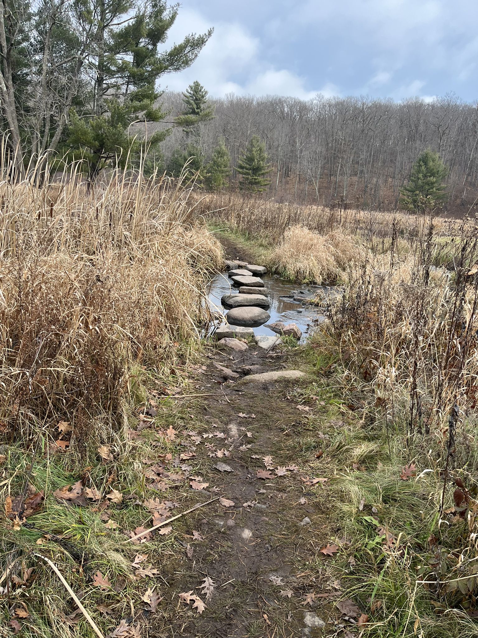 A dirt path leads to stepping stones over a stream in a grassy field. - Ice Age Trail: Straight Lake Segment