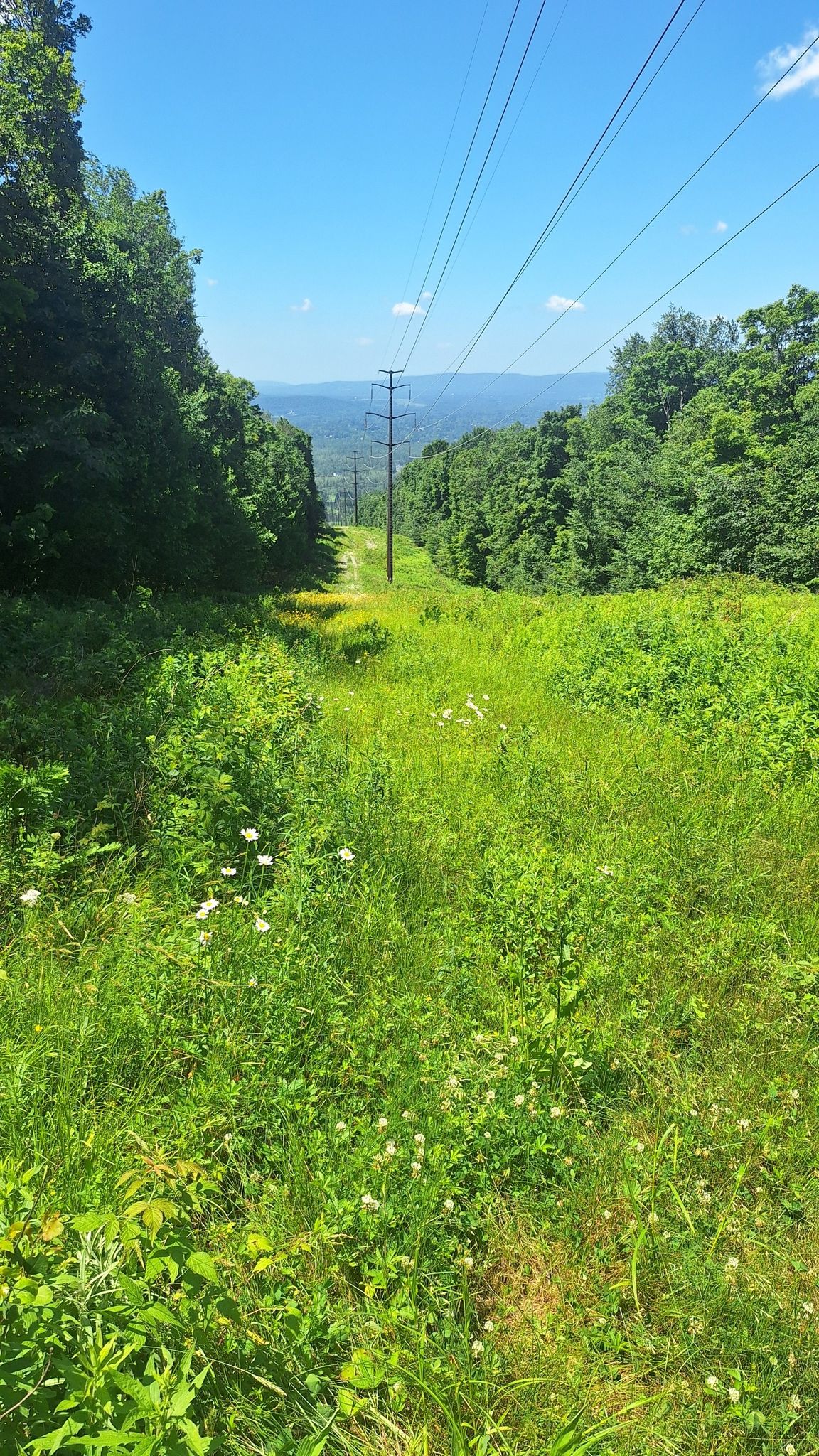 A wide grassy clearing with power lines, flanked by green forests under a blue sky. - Appalachian Trail: Washington to Dalton