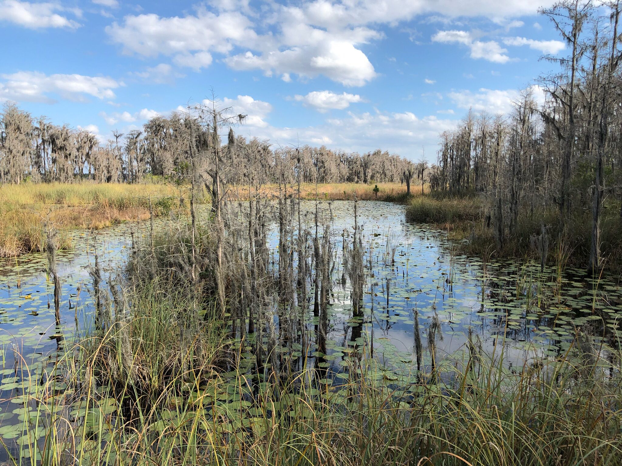 Sunny wetland with lily pads, tall grass, and moss-draped trees under blue sky. - Tibet-Butler Preserve Loop