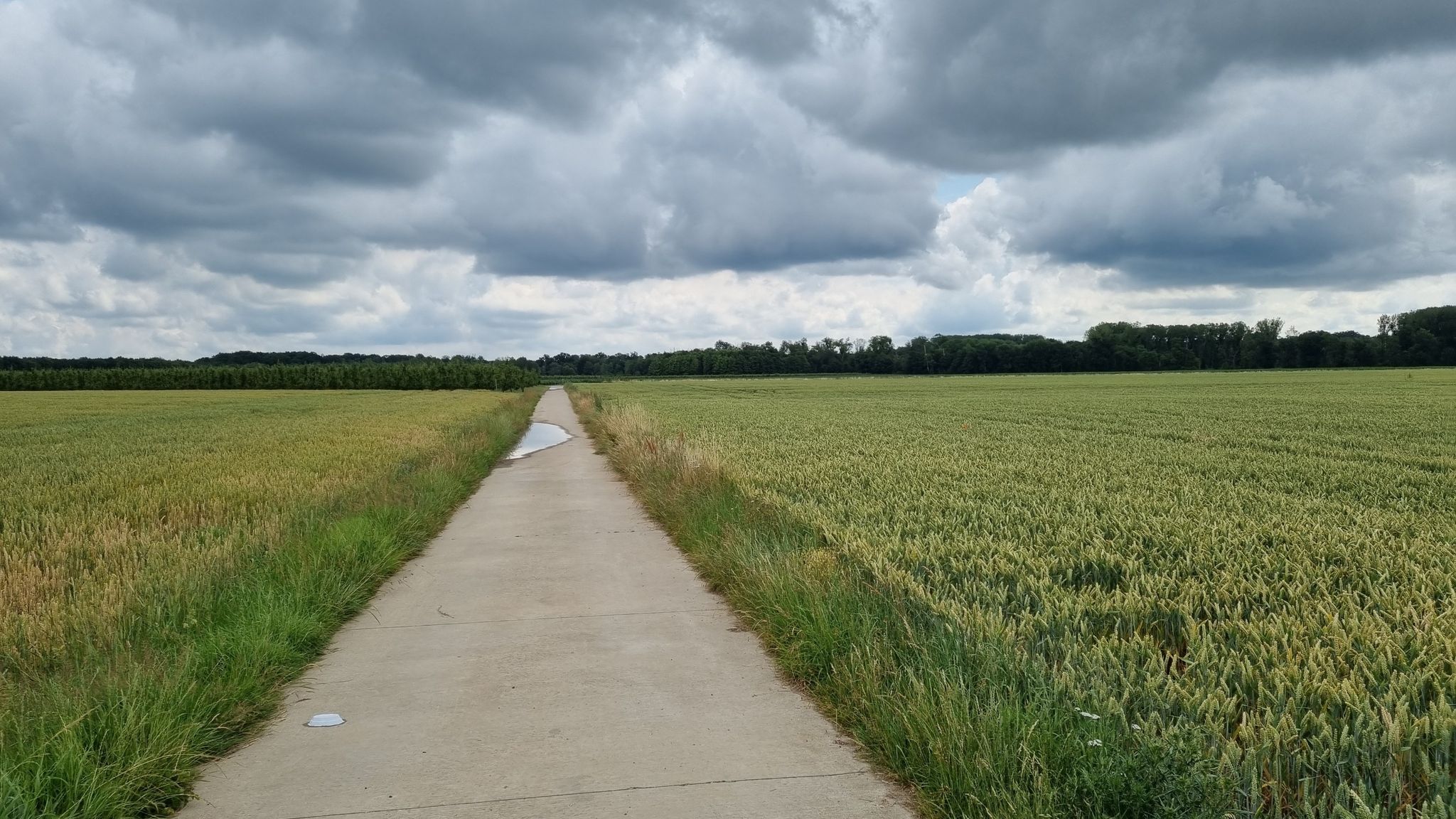 Veel tarwe dit jaar (Kroatie?)