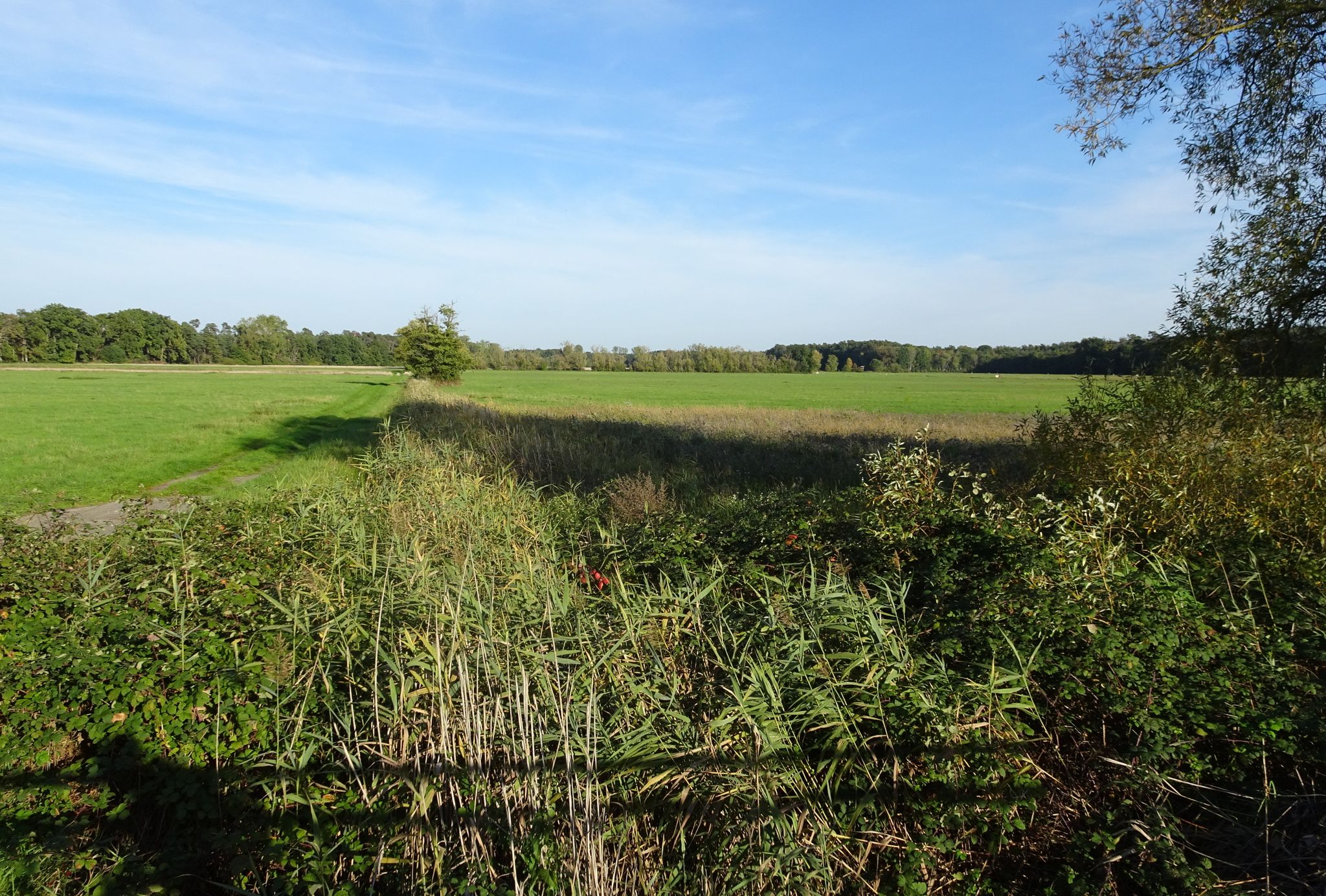 zugewachsener Graben
