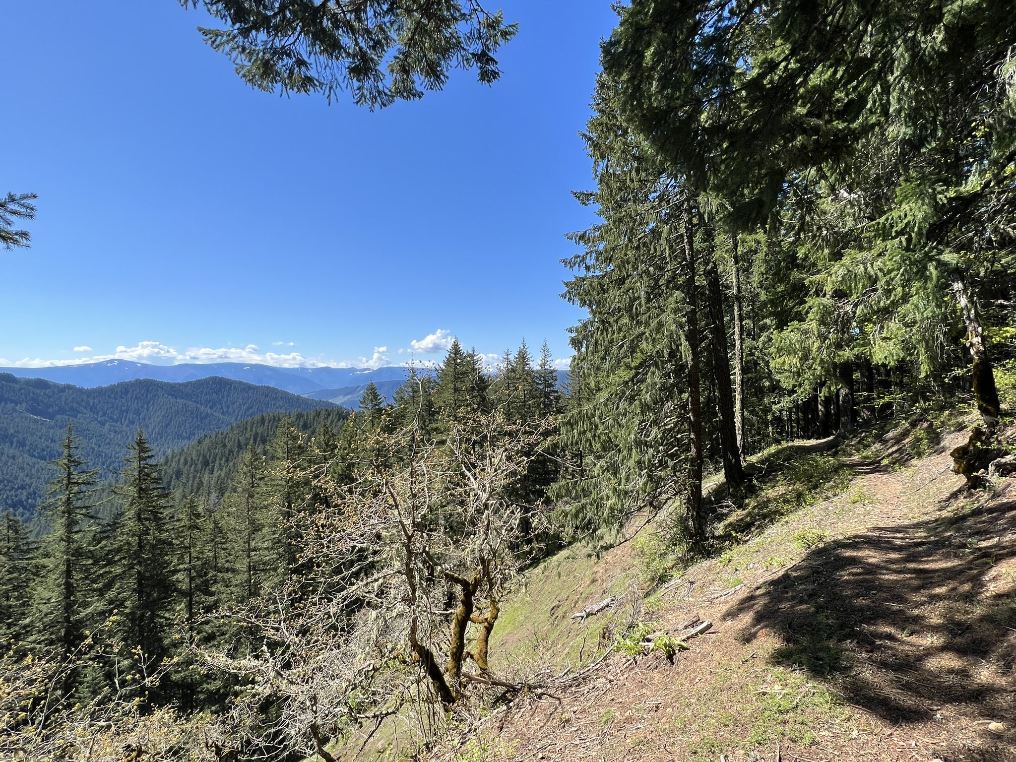 Panoramic view of dense green mountains under a clear blue sky. - Pacific Crest Trail from Panther Creek