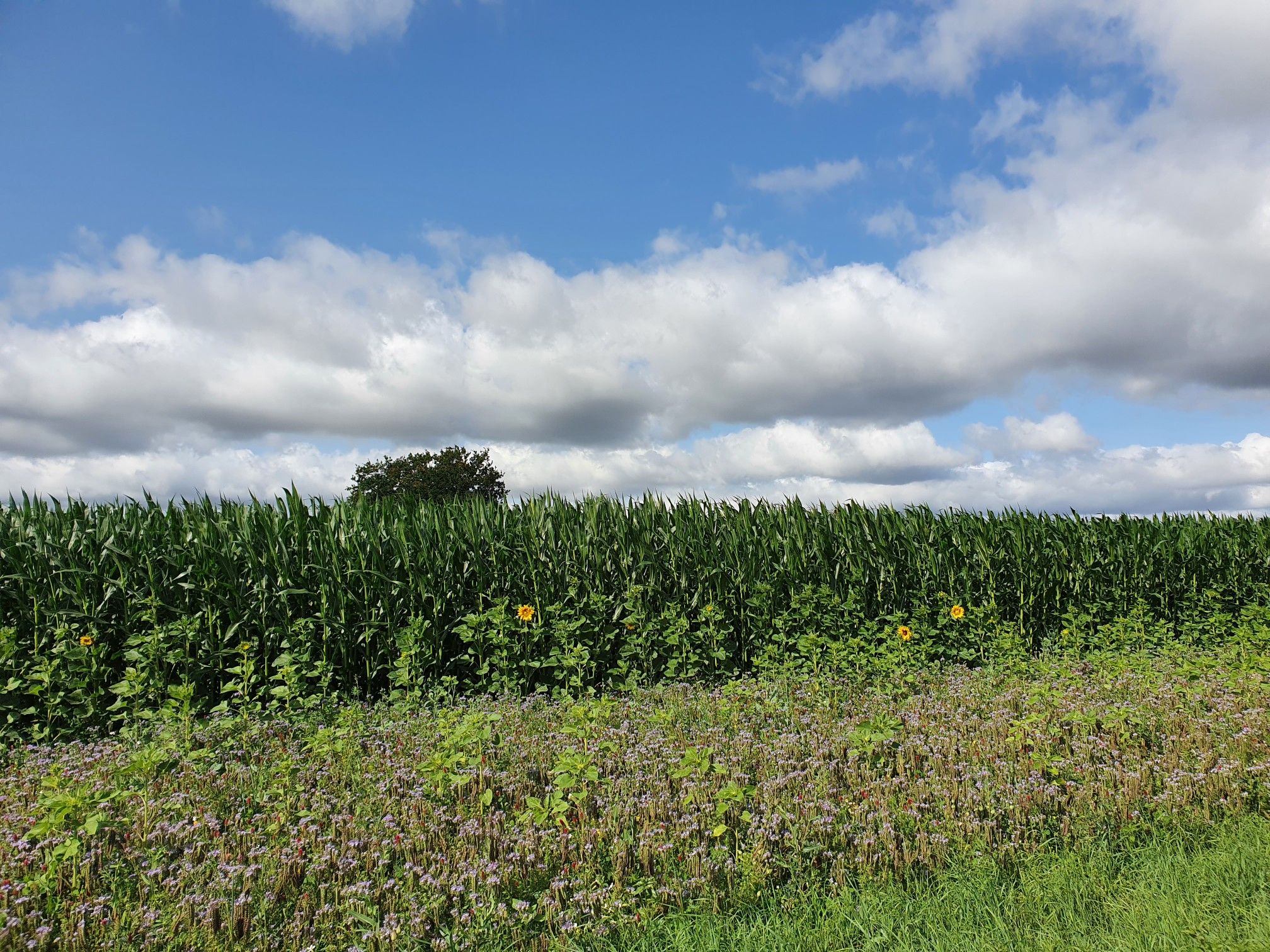 blanke Natur