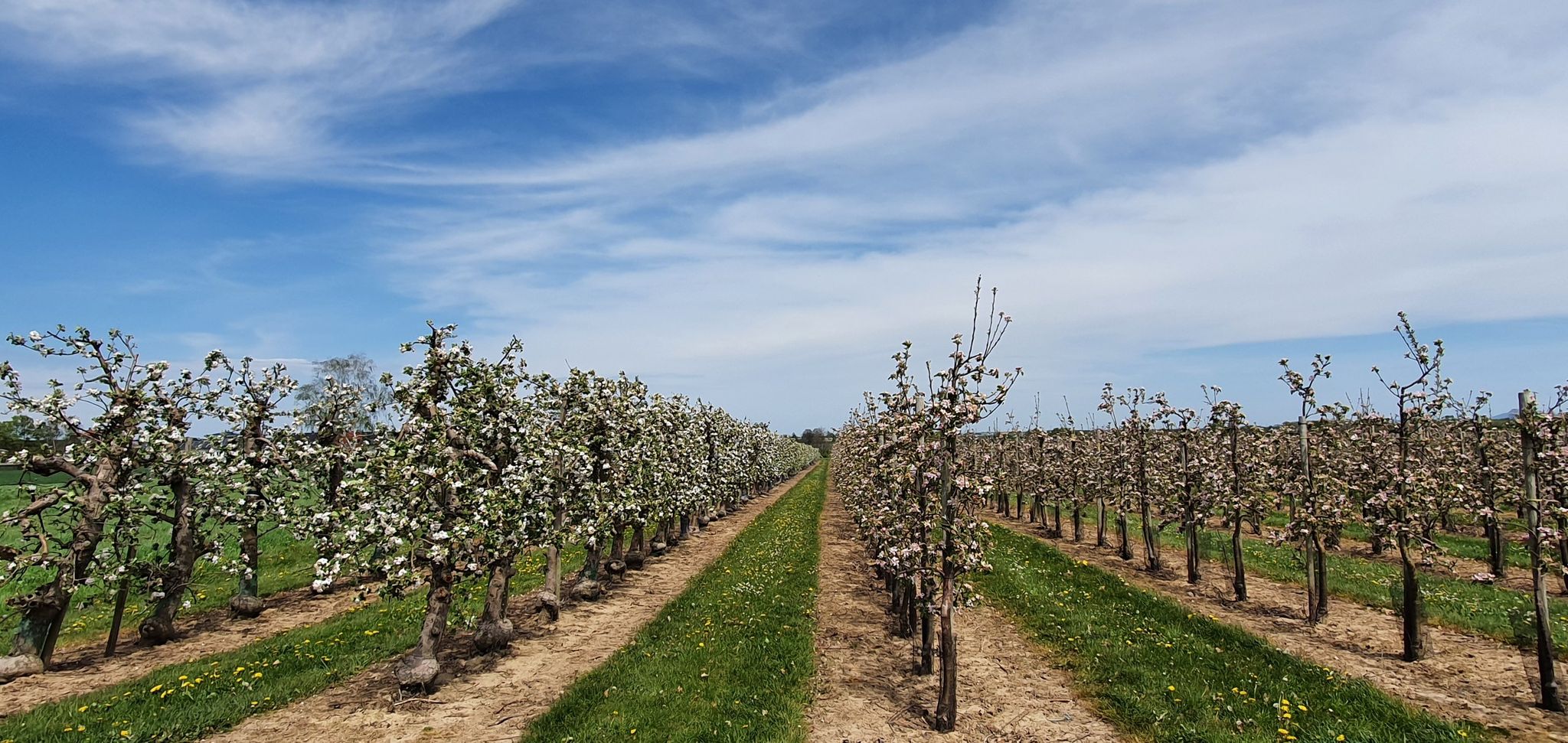 wunderbare Apfelblüten