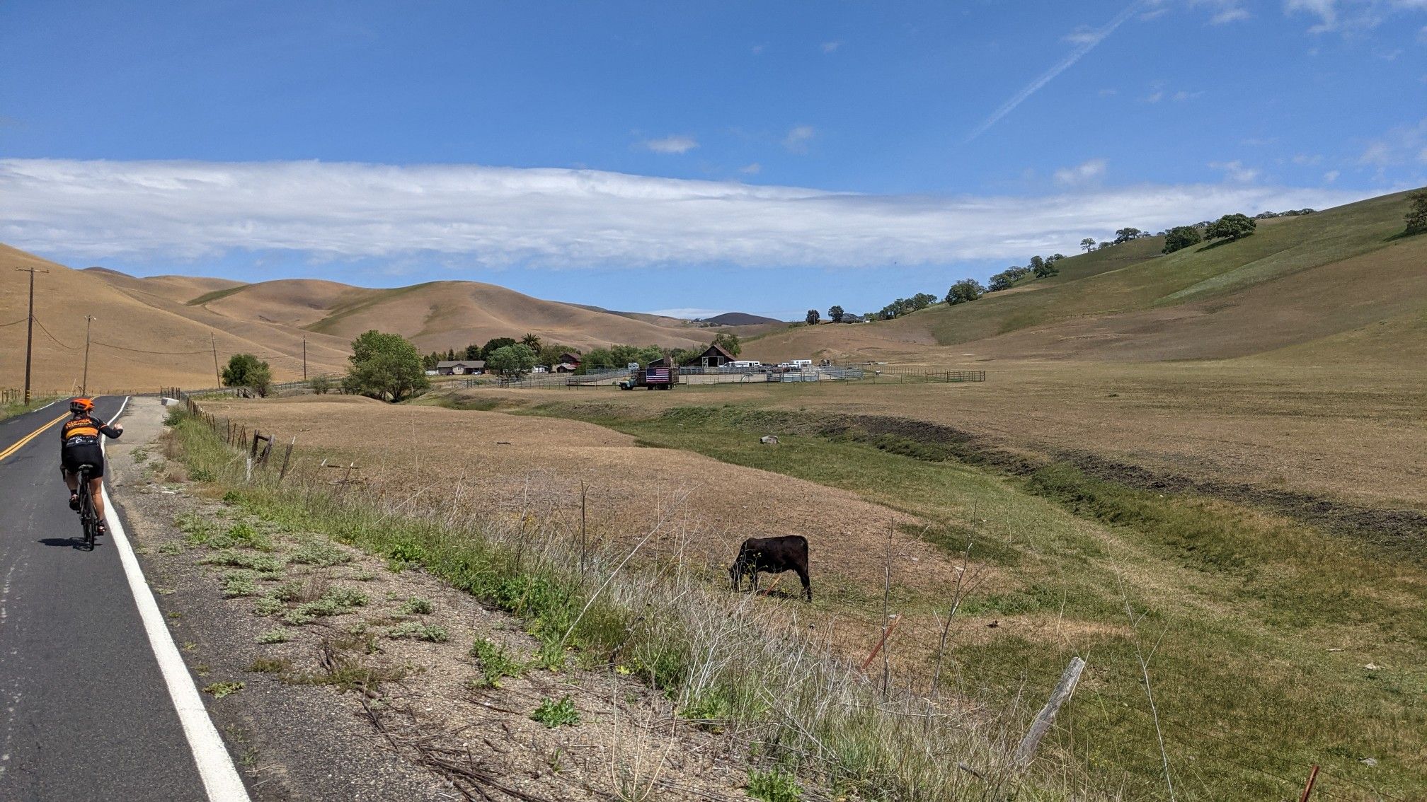 Cyclist on a paved road next to dry rolling hills and a grazing cow. - Sunol Depot loop
