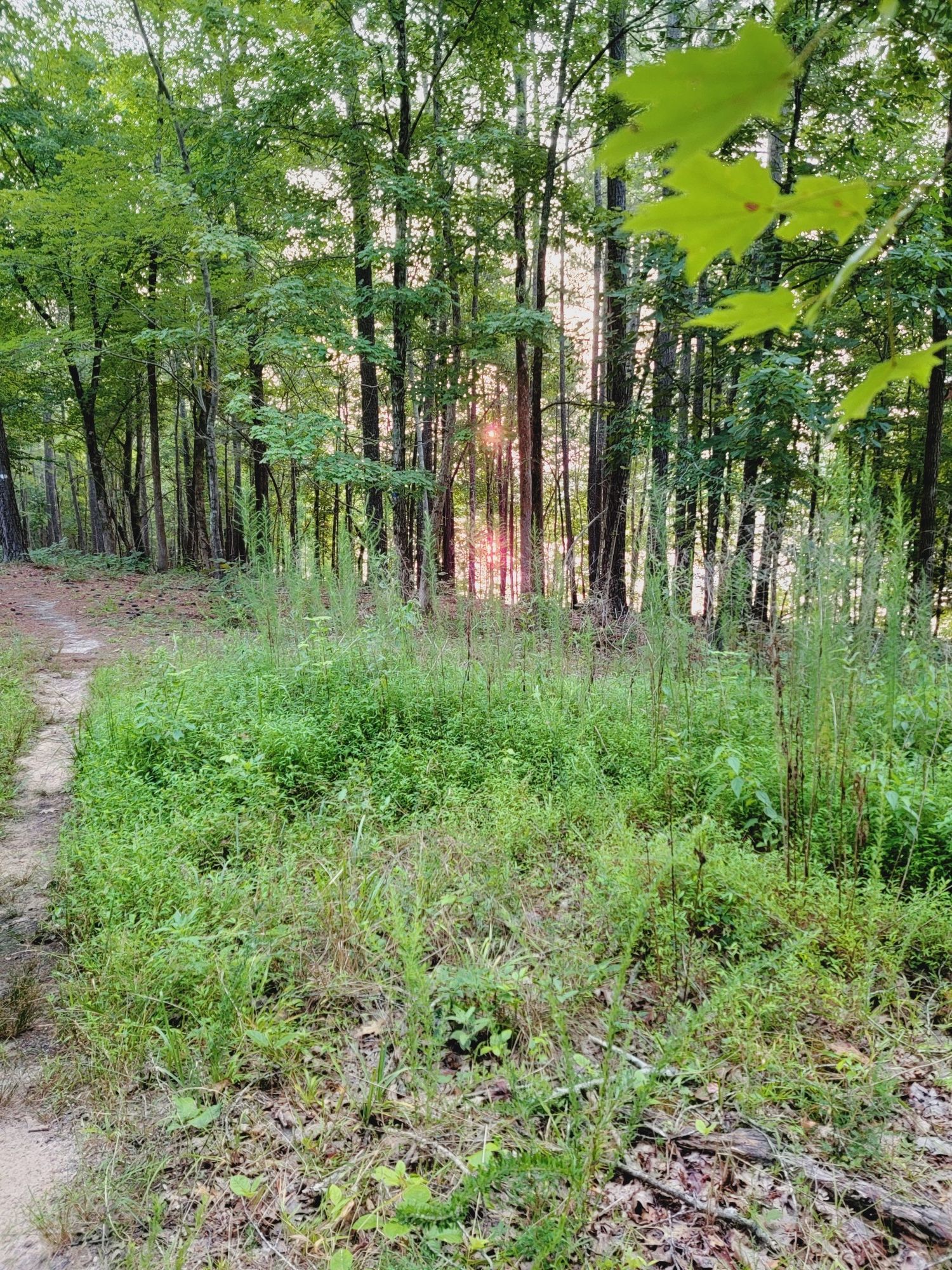 A forest clearing with tall grass, sunlight filtering through distant trees. - Falls Lake Trail