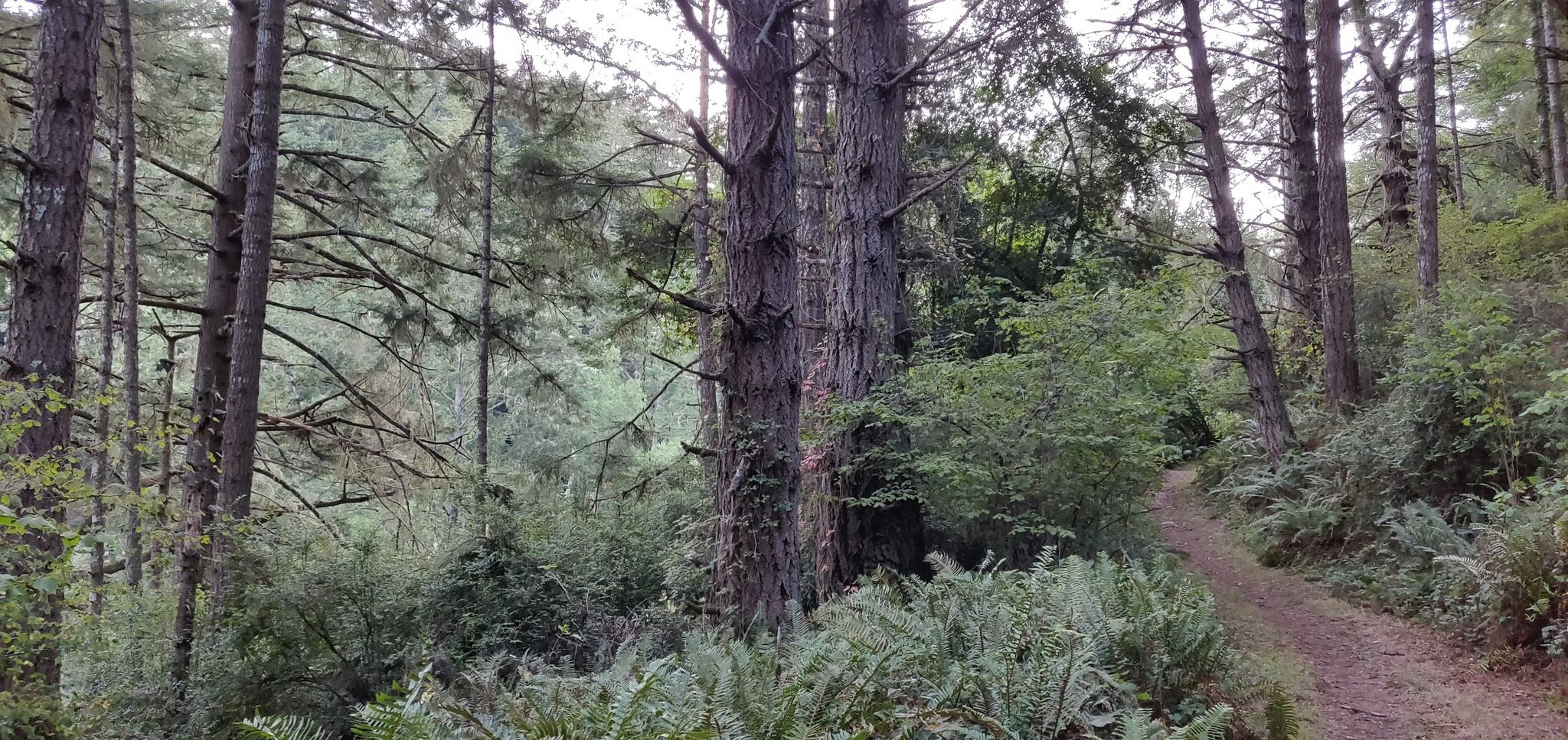 A narrow dirt path winds through a dense forest of tall trees and ferns. - Stewart, Coast, and Greenpicker Loop