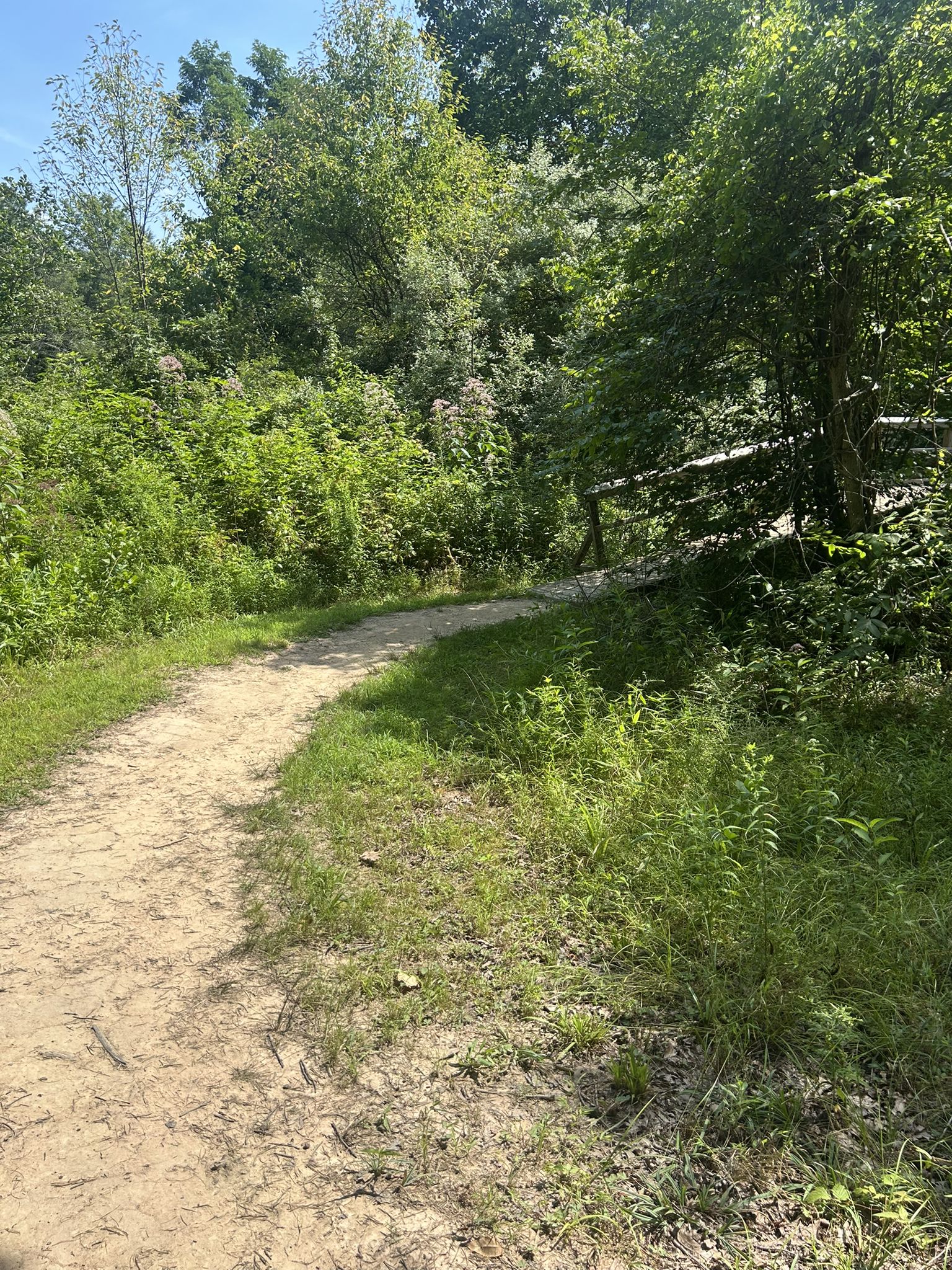 A winding dirt path through lush green foliage on a sunny day. - Tussey Mountain and Bear Meadows Loop