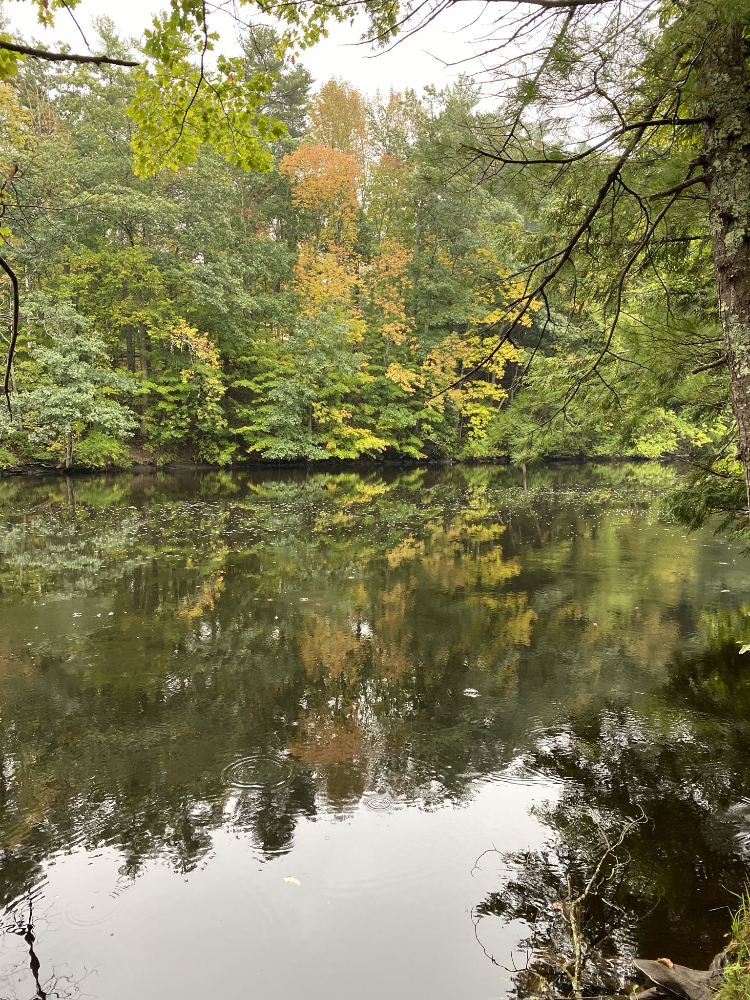 A tranquil lake reflects colorful autumn trees under an overcast sky. - Indian Cellar Preserve Loop