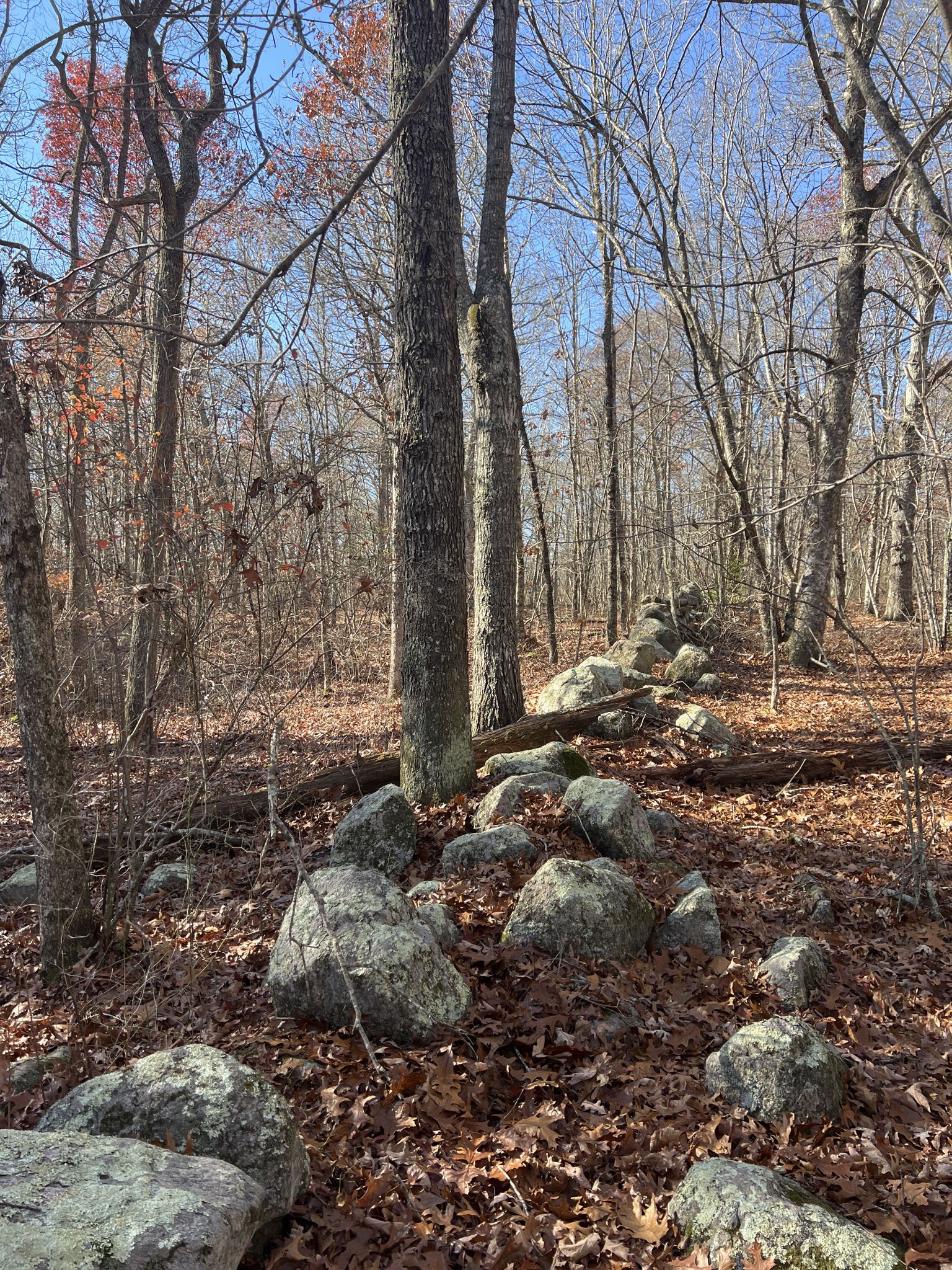 An old stone wall winds through a sunlit, leafless forest with fallen leaves. - Campground Trail – Burlingame State Park