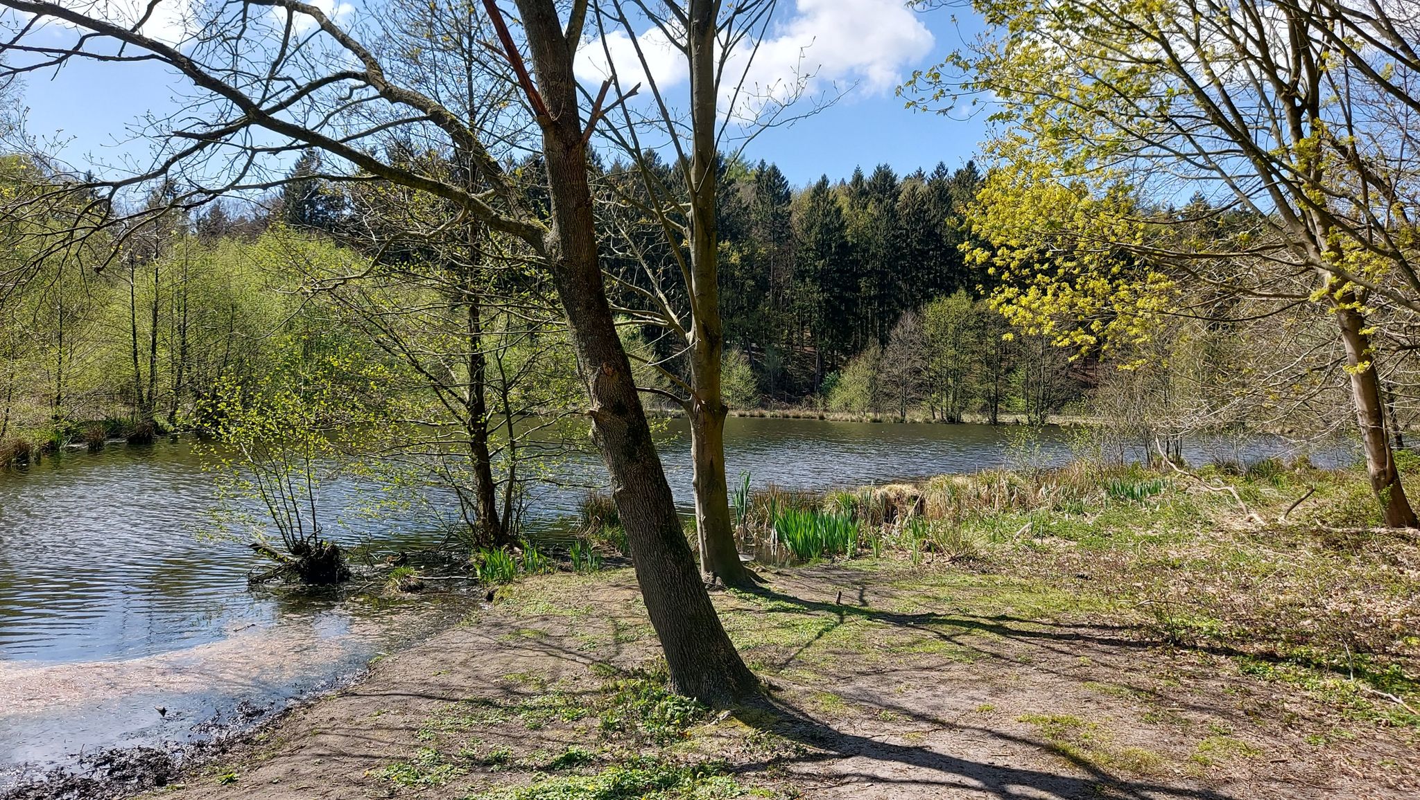 Paradiestal