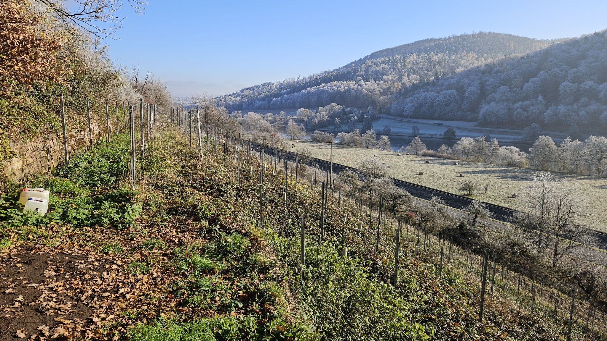 Blick über den Schlossweinberg 🏰🍇⛰️