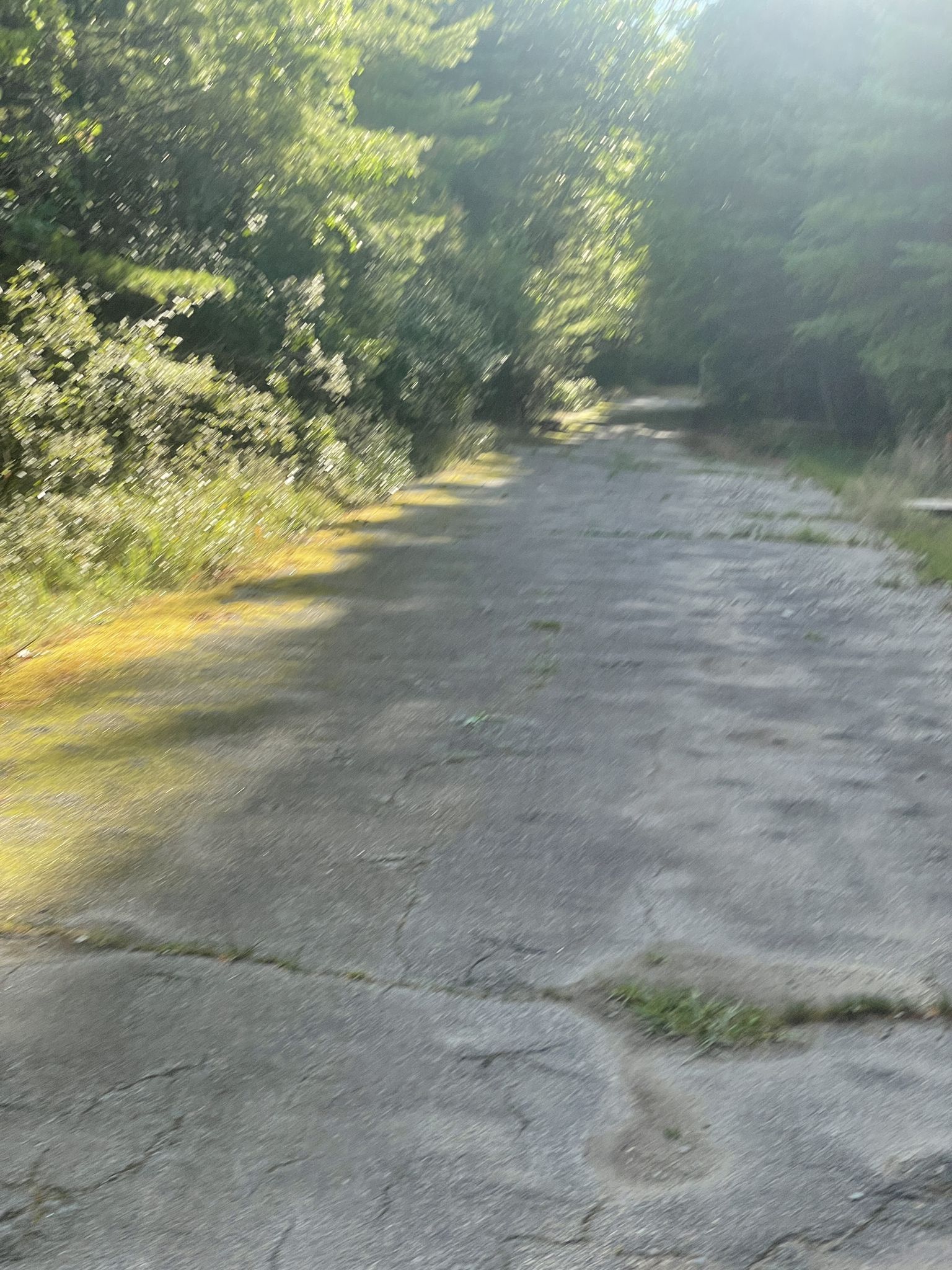Overgrown paved path through a sunny forest, dappled light. - Wompatuck State Park - Intermediate Route (7 miles)