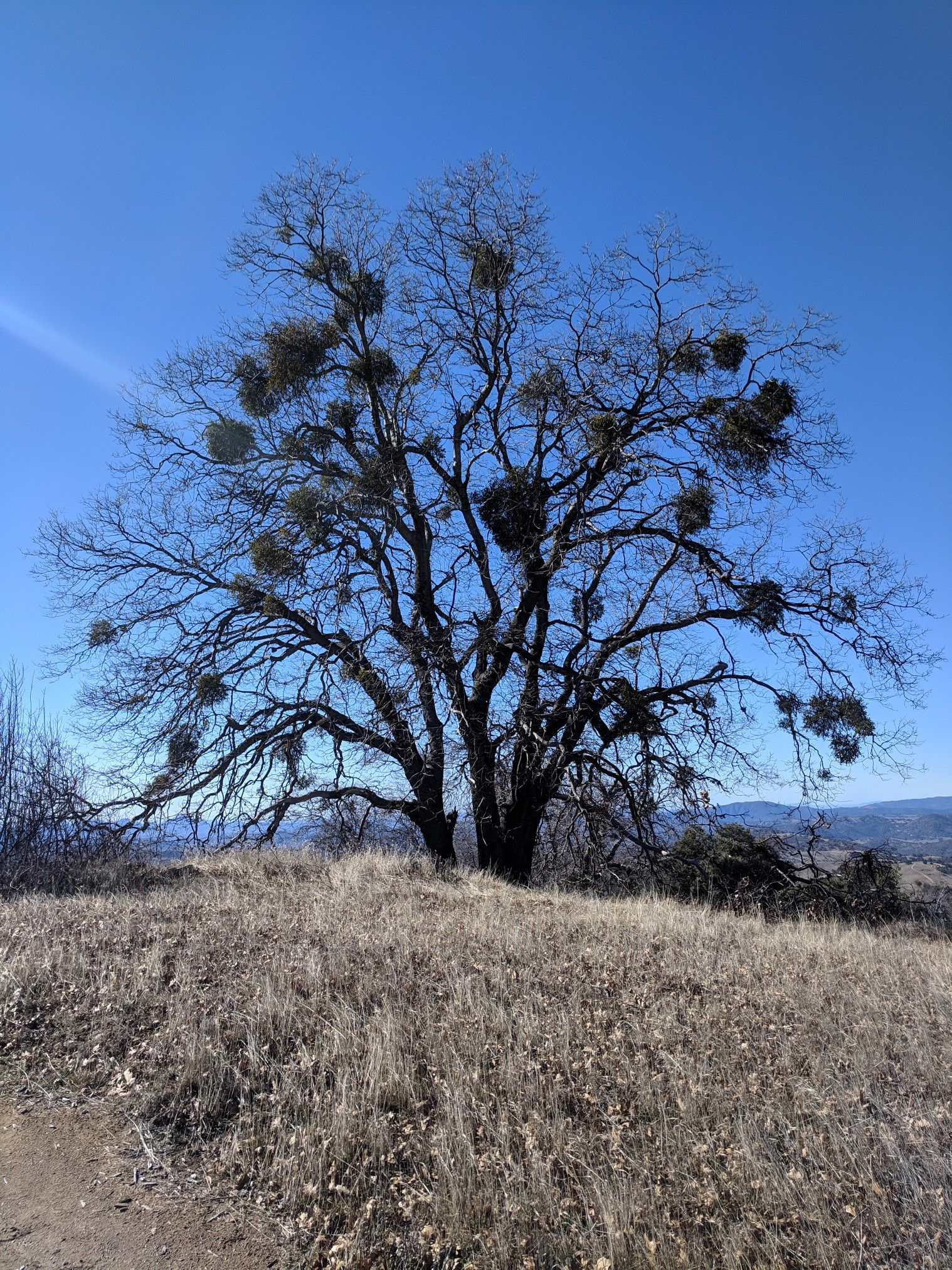 Large bare tree with mistletoe clumps on a sunny, dry hill. - Five Oaks Trail Loop