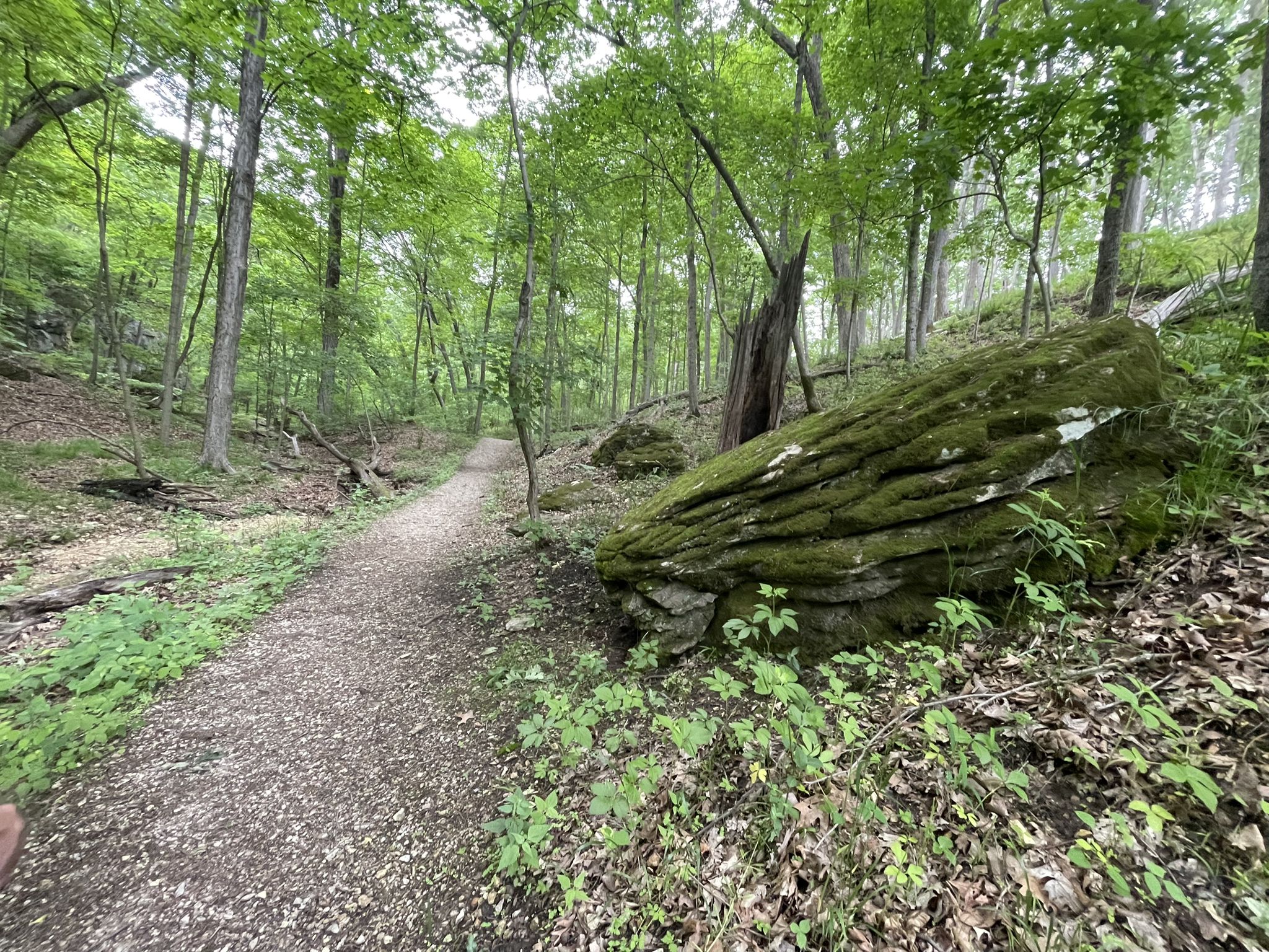 A dirt path winds through a lush green forest with a large mossy rock. - Lime Kiln and Trail Among the Trees Loop