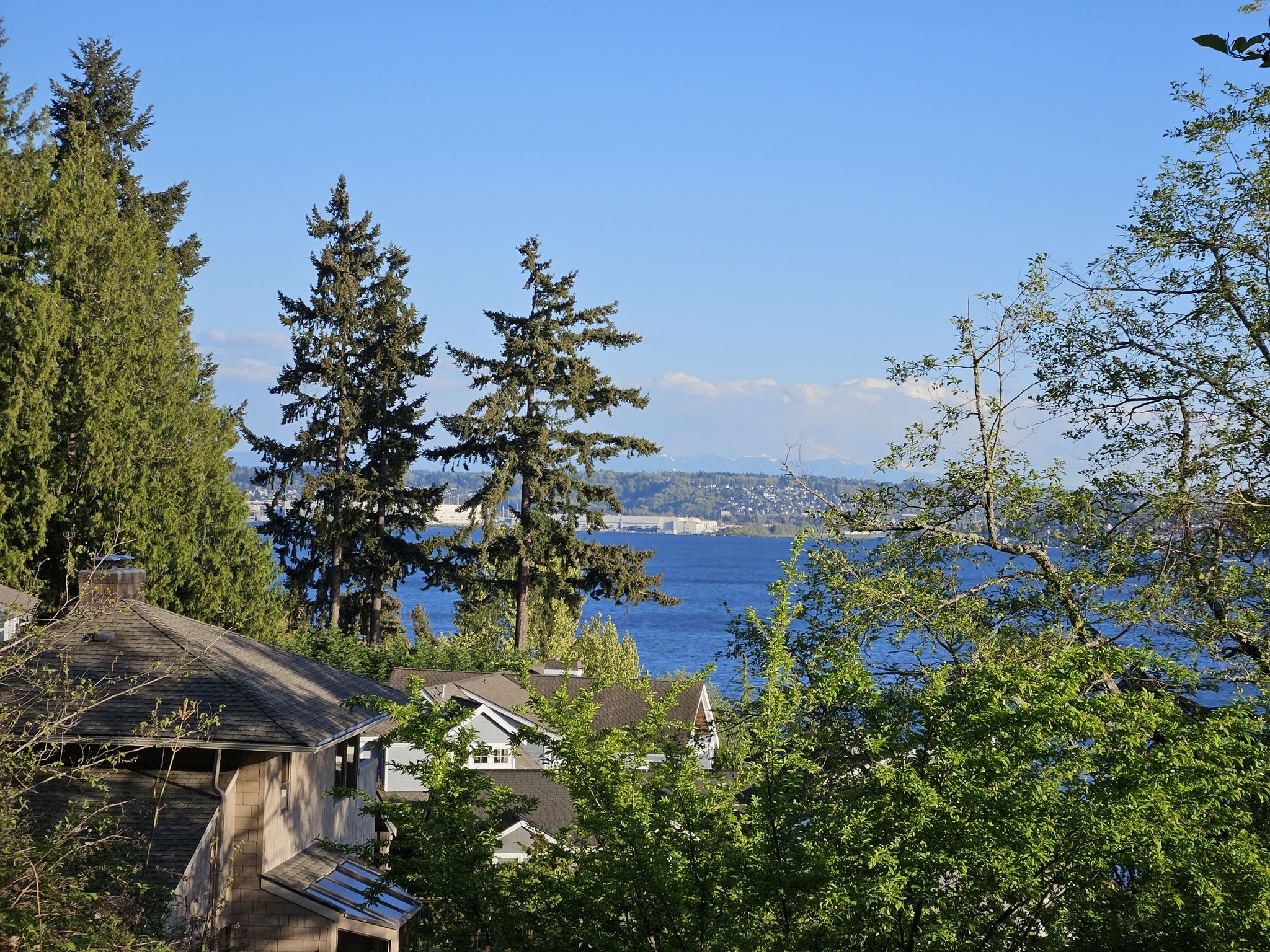 Blue water and distant shore visible through tall evergreen trees and houses. - East Mercer Way – Mercer Island loop from Mercer Island