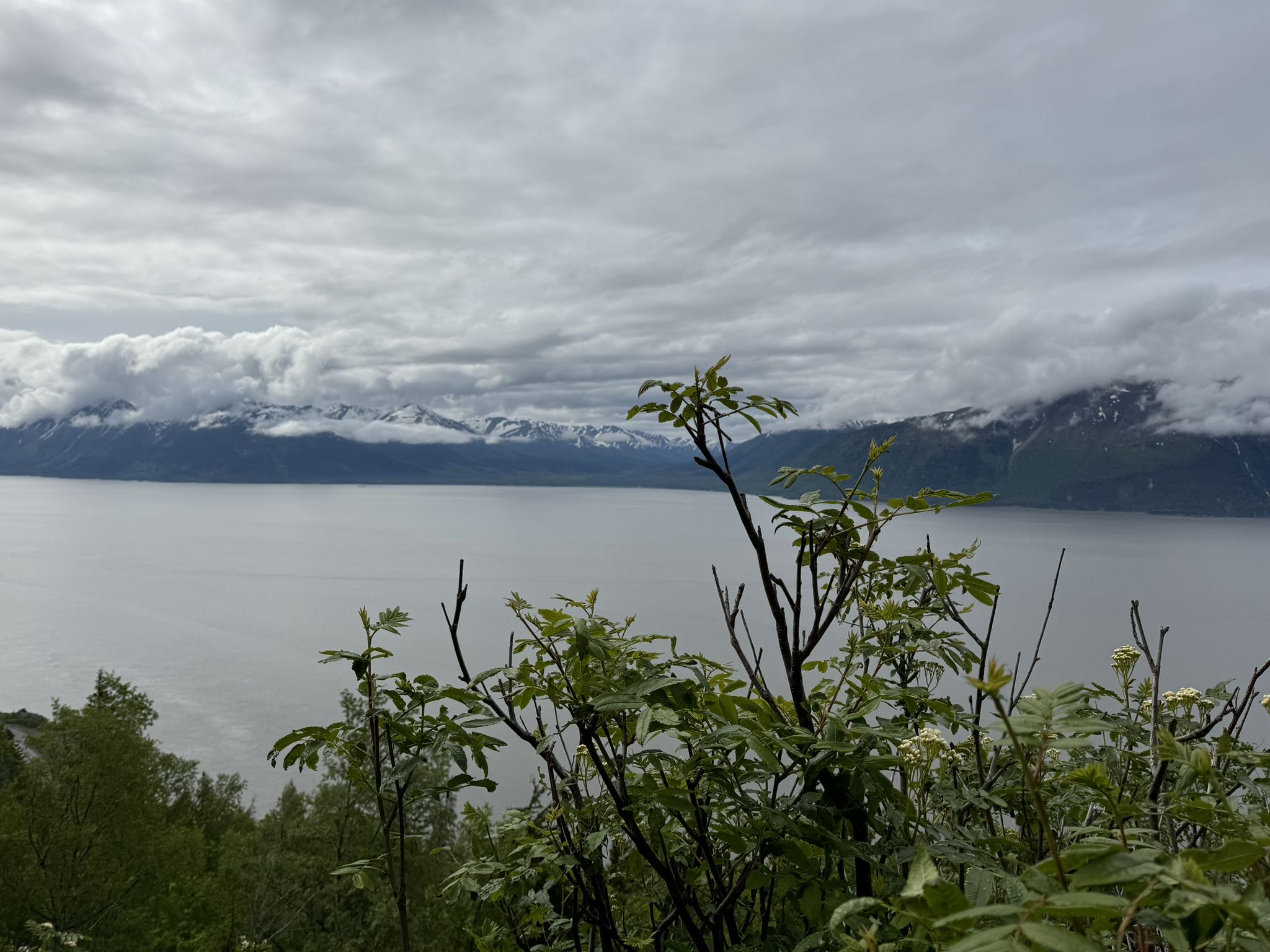 Overcast view of a large body of water with distant mountains and foreground foliage. - Turnagain Arm Trail
