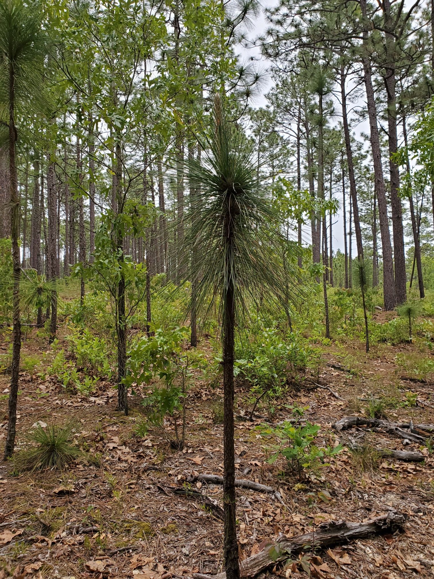 Young pine tree in a dense forest with soft, natural light. - Running loop from Weymouth Woods-Sandhills Nature Preserve-Museum