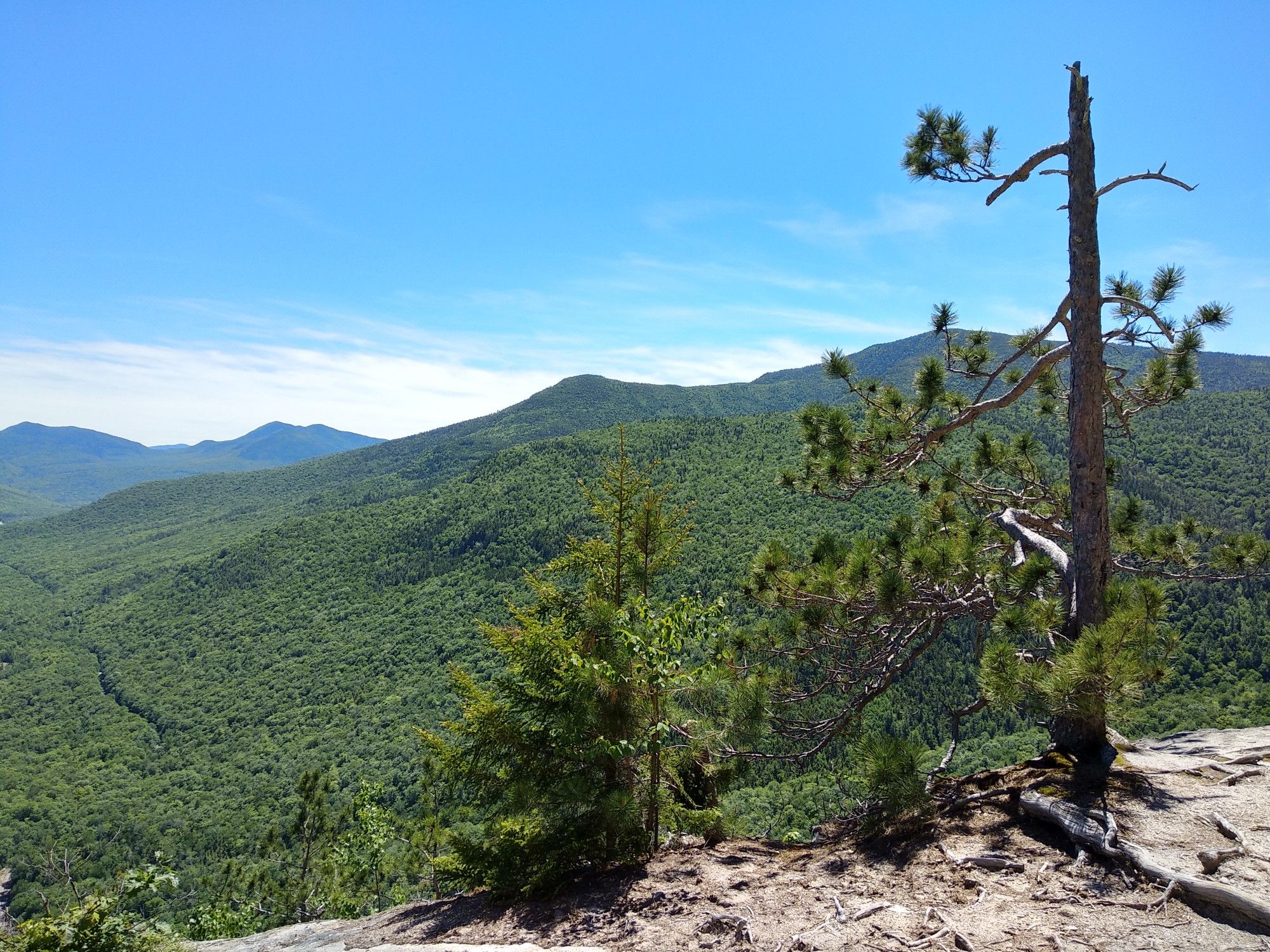 Sunny mountain vista with lush green forests and a lone pine tree. - Ripley Falls and Frankenstein Cliffs Loop