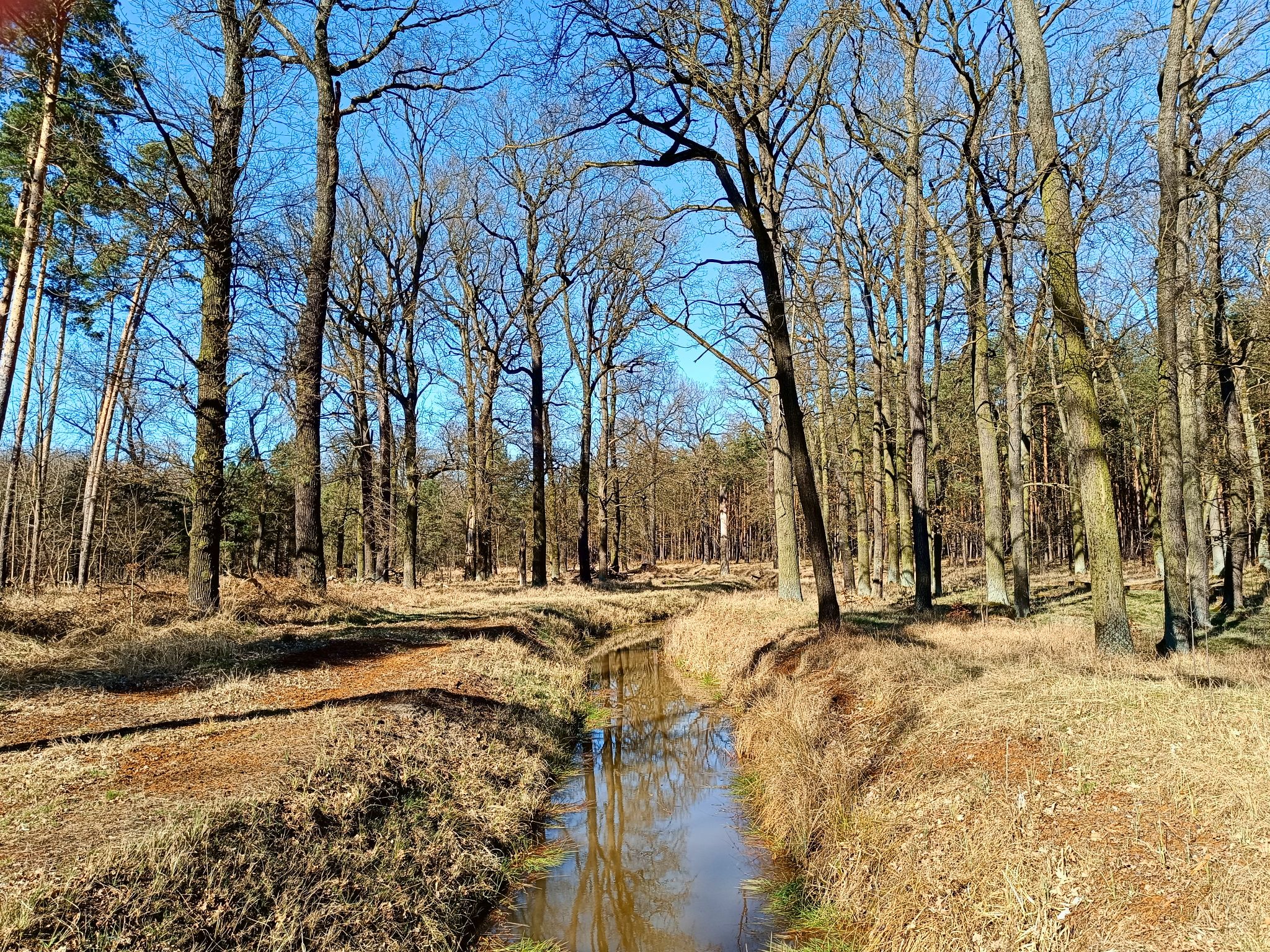 Graben im Wald