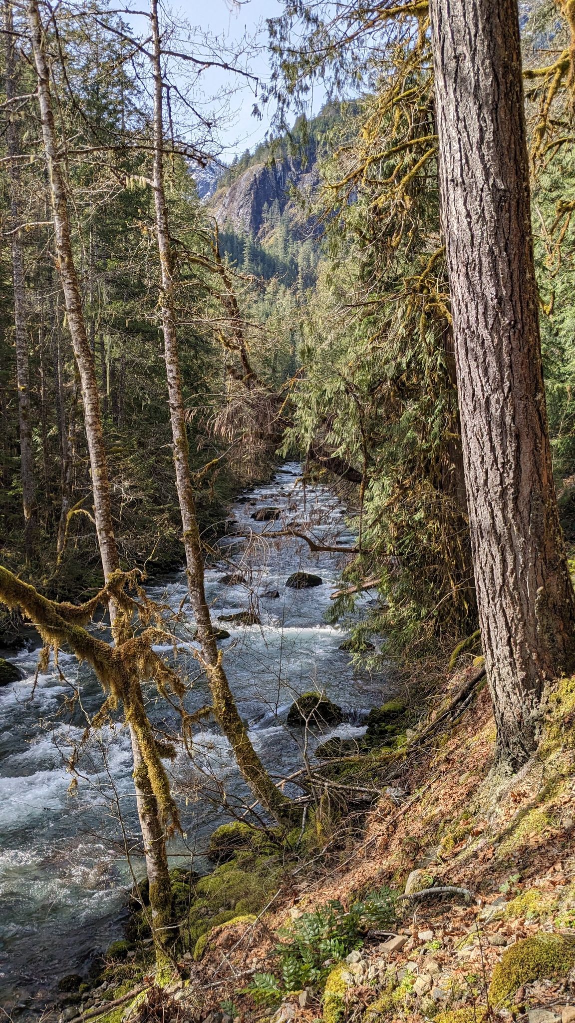 A rushing river flows through a dense, sunlit forest with mossy trees. - Duckabush River to Anderson and LaCrosse Pass