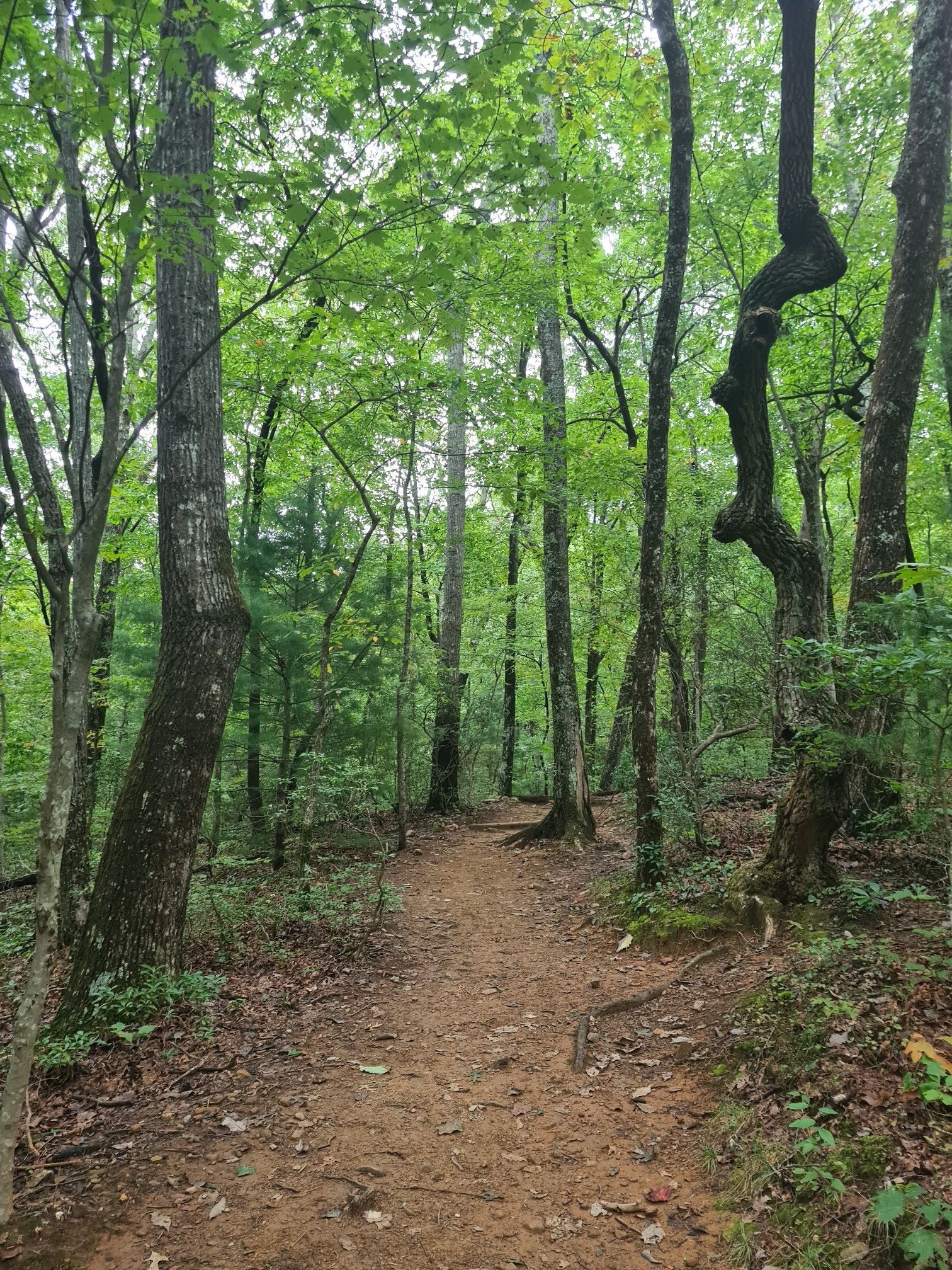 A dirt path winds through a lush, green, sun-dappled forest. - Appalachian Approach Trail to Springer Mountain