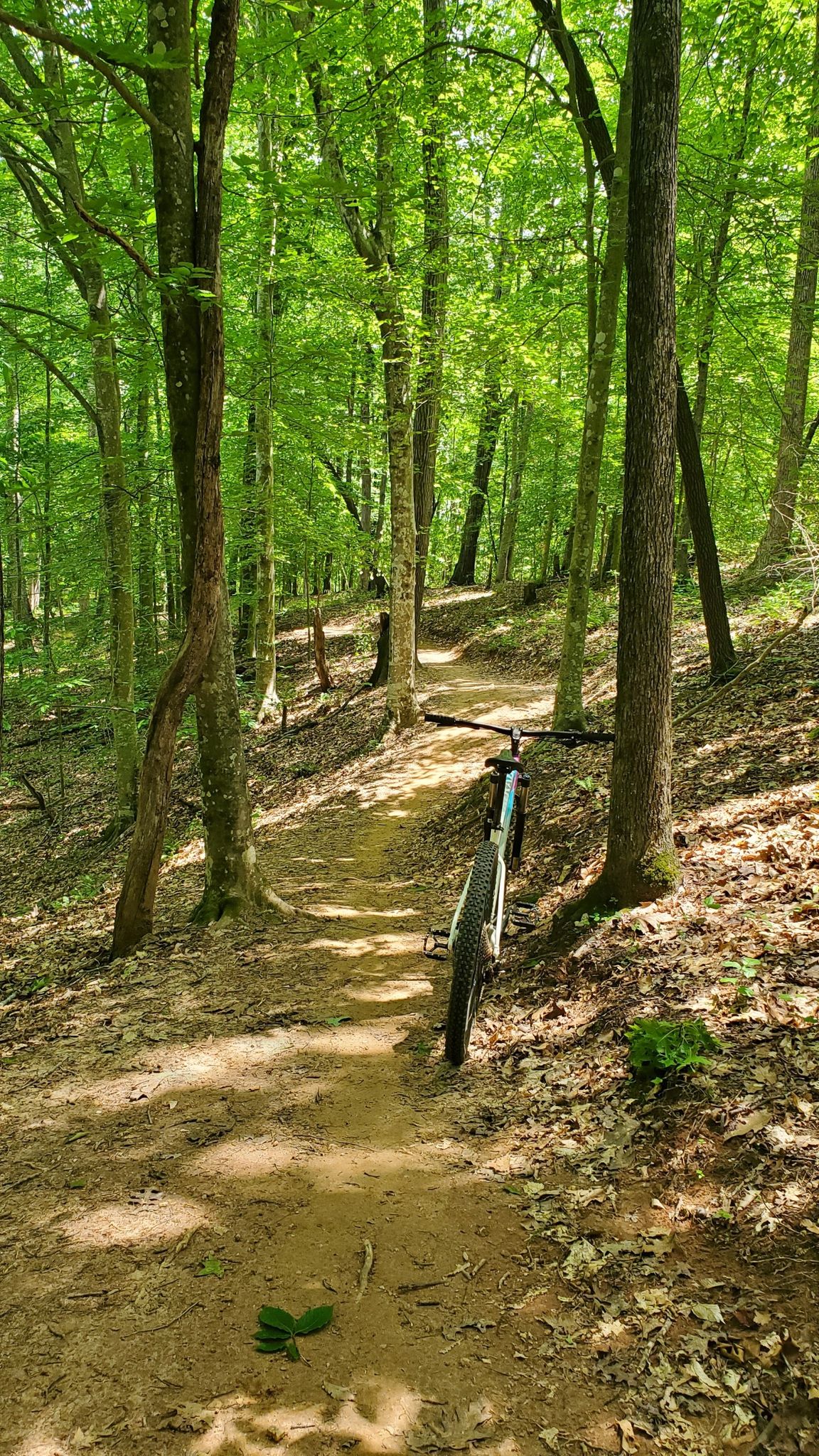 Mountain bike parked on a sunlit dirt trail through a lush green forest. - Lake Whelchel loop from Harmony Hill