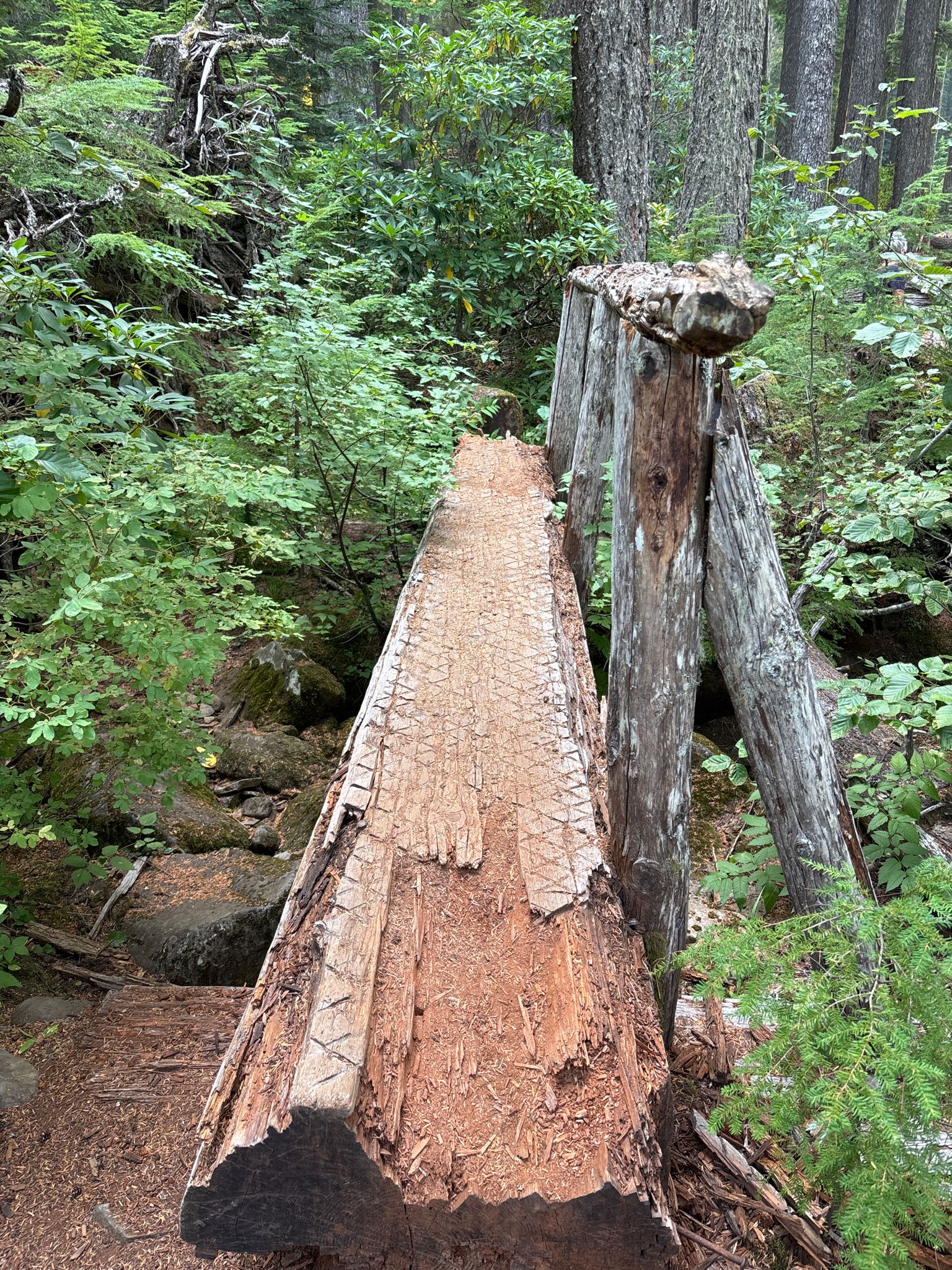 A rough log bridge crosses a small gap in a dense, green forest. - Too Much Bear Lake loop from Salt Creek Falls