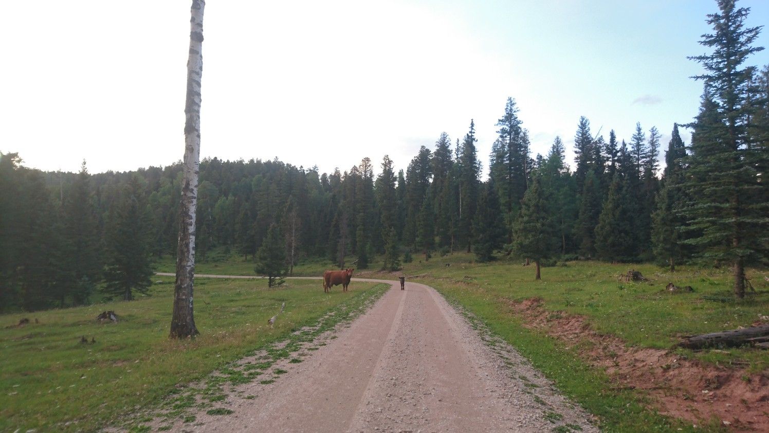 Person walks on a dirt road past a cow in a sunny forest. - Rock Creek Mesa – Clear Creek Campgrounds loop from Rock Creek Mesa