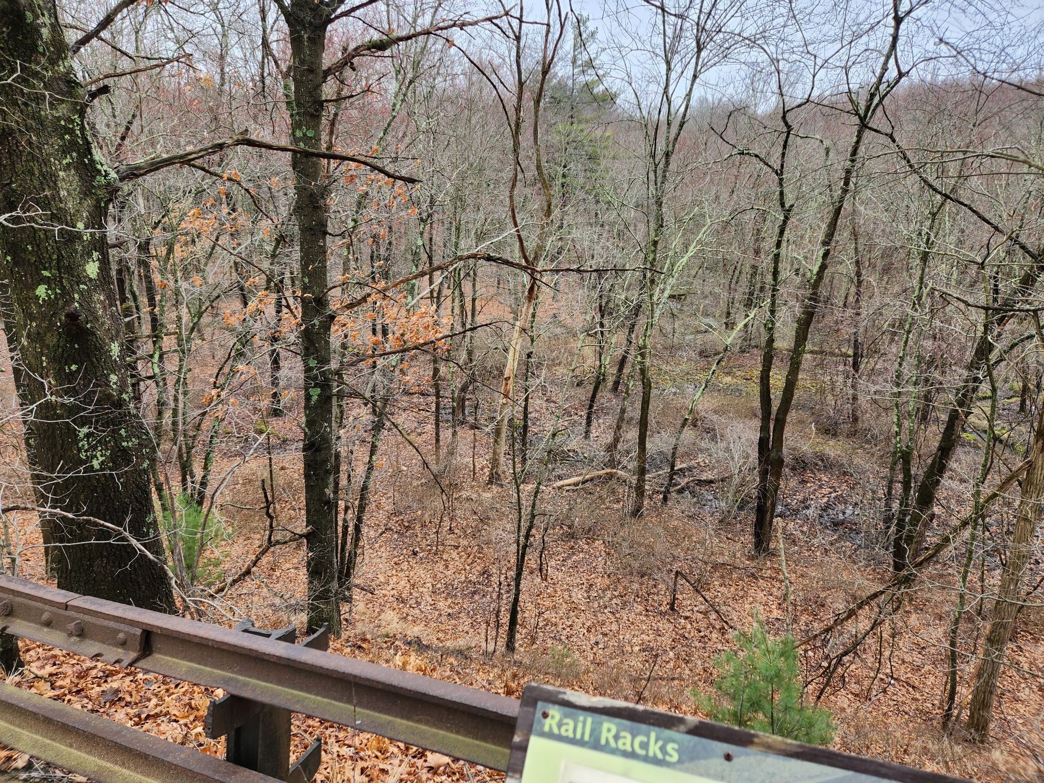 An overlook of a winter forest with bare trees and fallen leaves. - Hop River State Park Trail